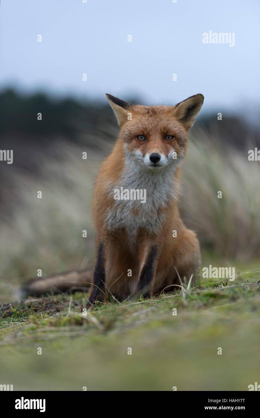 Red Fox / Rotfuchs ( Vulpes vulpes ) assis sur ses pattes, a porté sur quelque chose en face de lui, regardant curieux, drôle, vue frontale. Banque D'Images