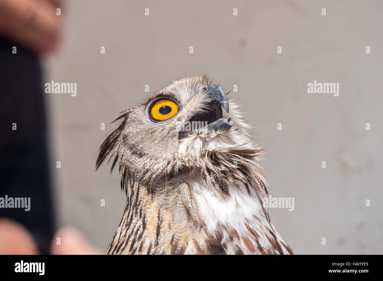 Lacteus eurasien avec bec ouvert, Bubo bubo Banque D'Images