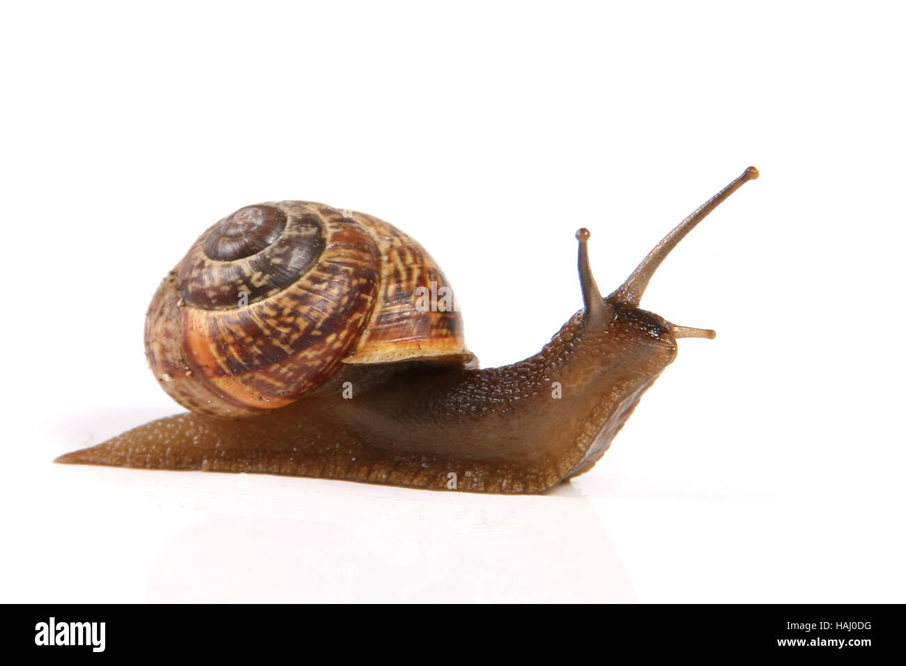 Snail isolated on white Banque D'Images