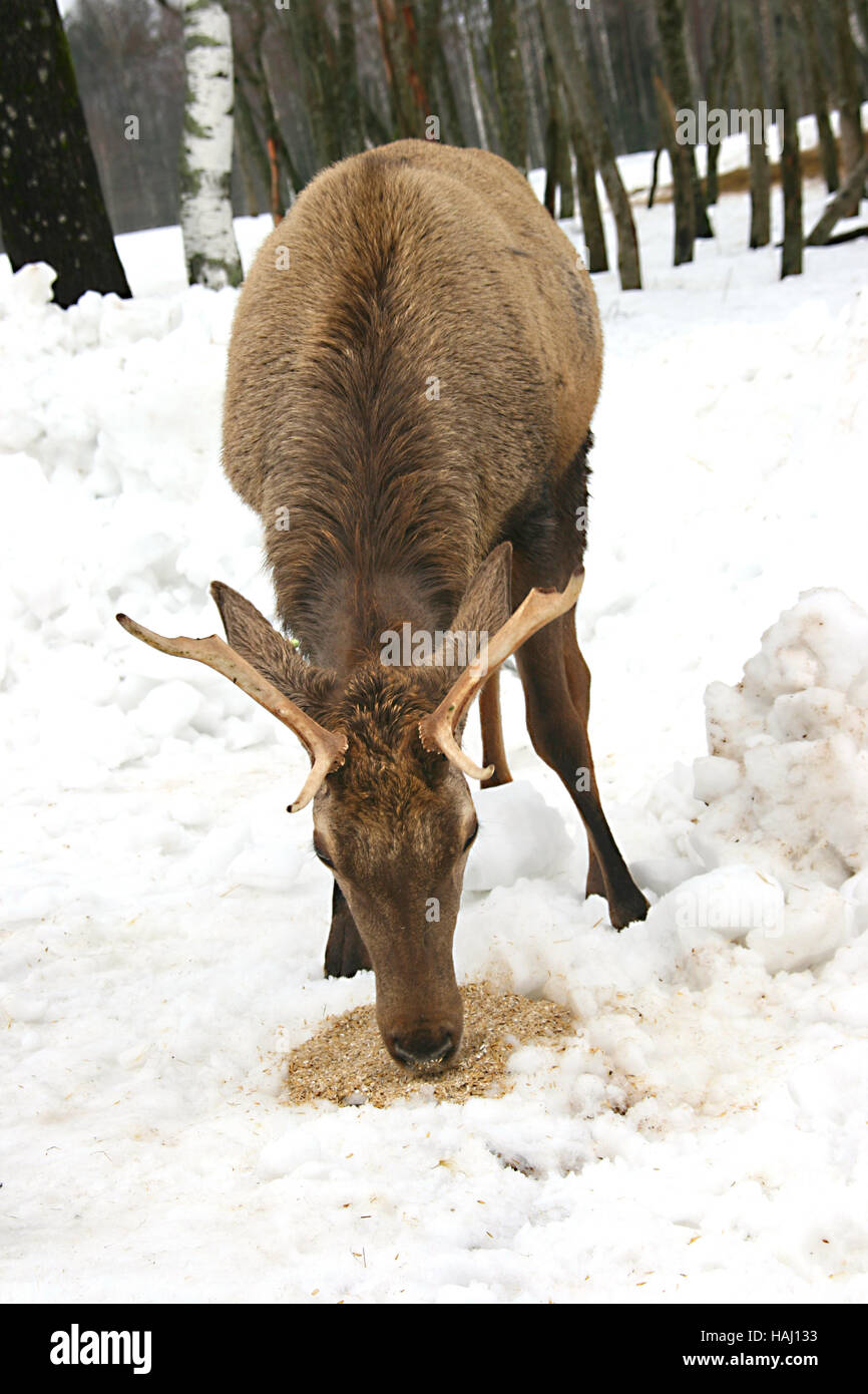 Manger des cerfs dans la neige place grain Banque D'Images