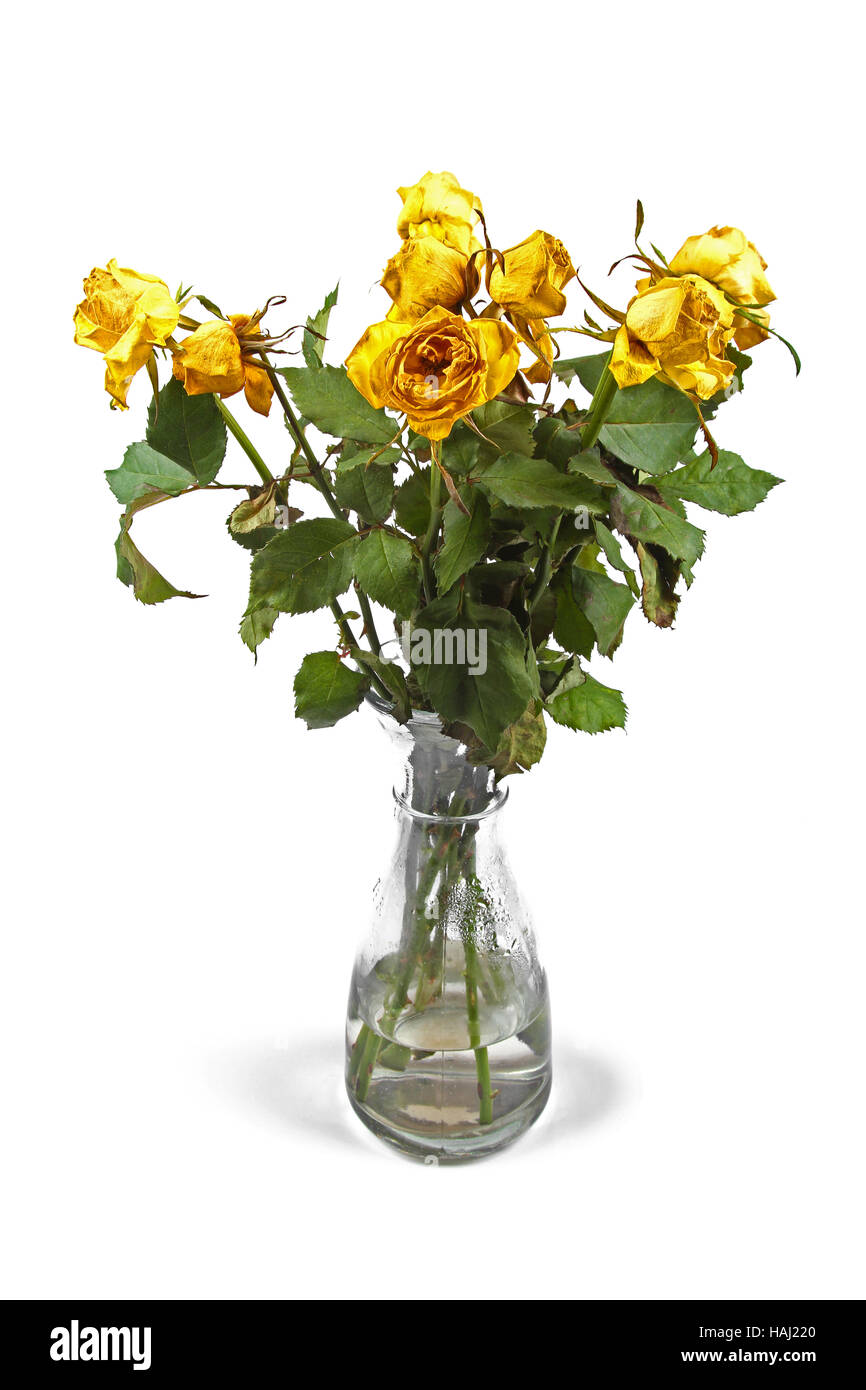 Roses fanées dans vase isolé sur fond blanc Banque D'Images