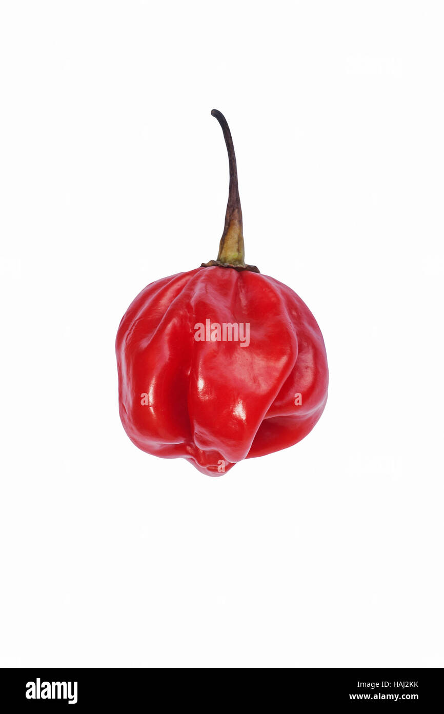 Piment de la Jamaïque Banque D'Images