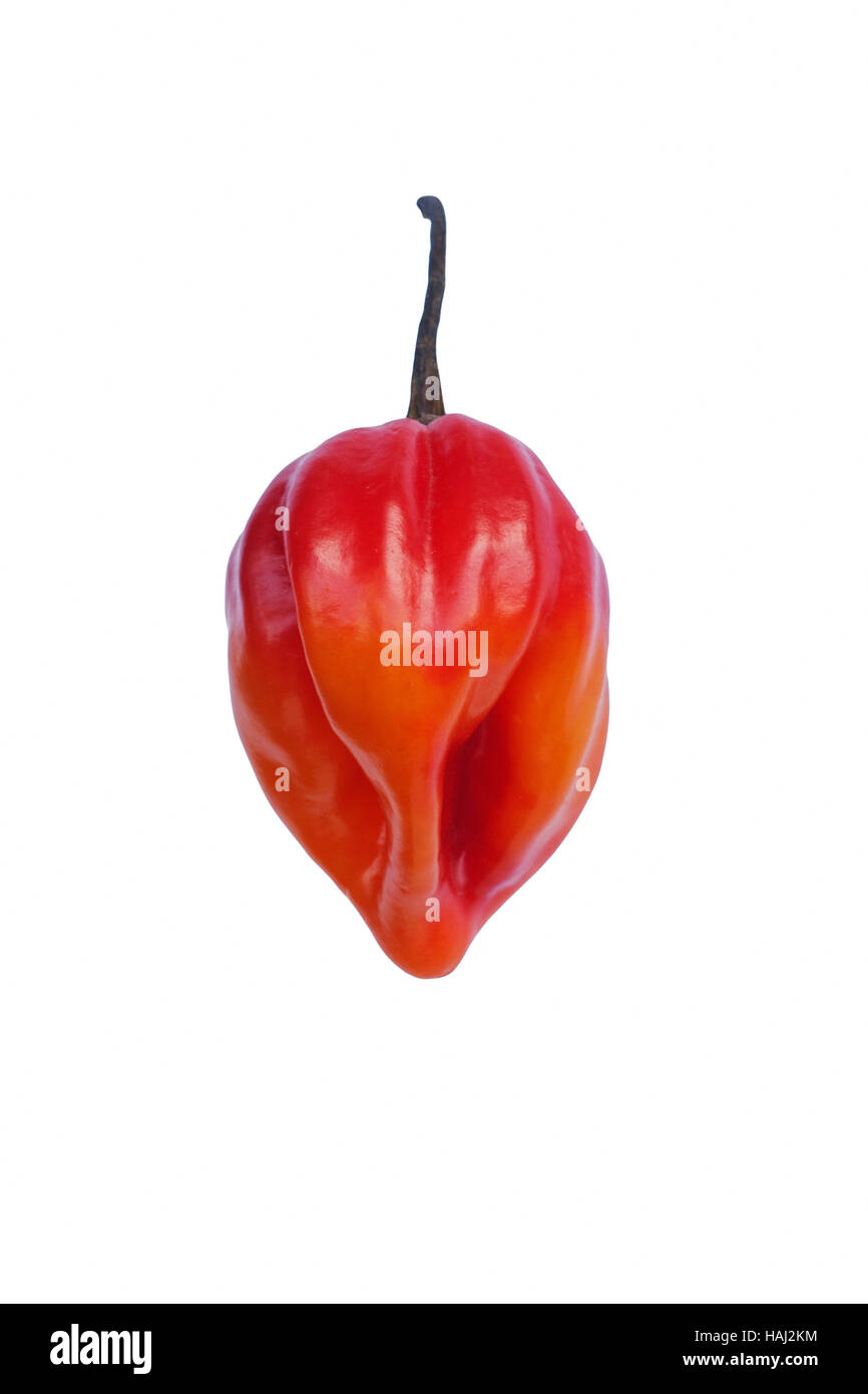 Piment de la Jamaïque Banque D'Images