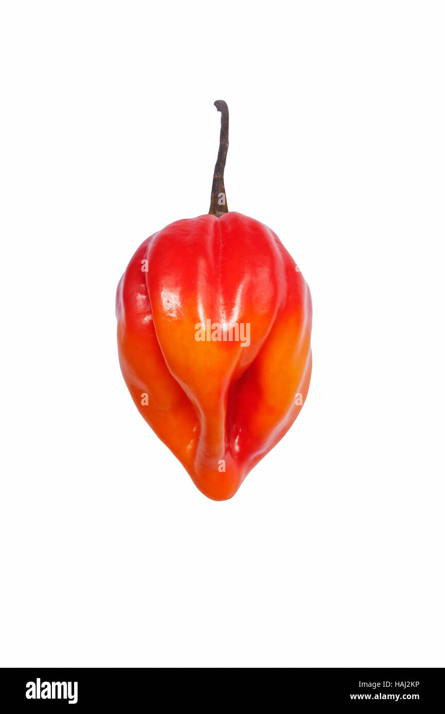 Piment de la Jamaïque Banque D'Images
