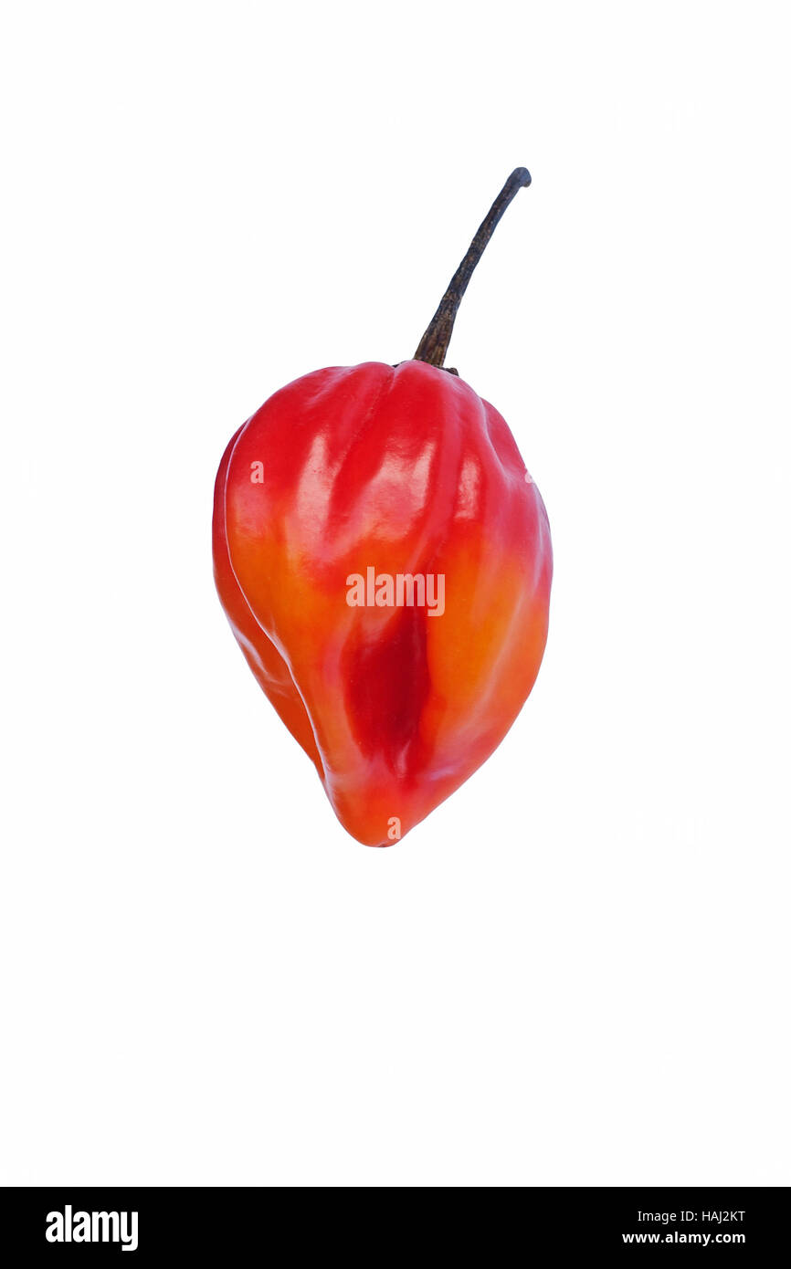 Piment de la Jamaïque Banque D'Images