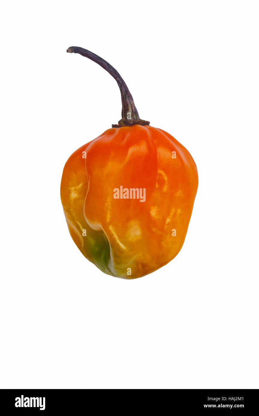 Piment de la Jamaïque Banque D'Images