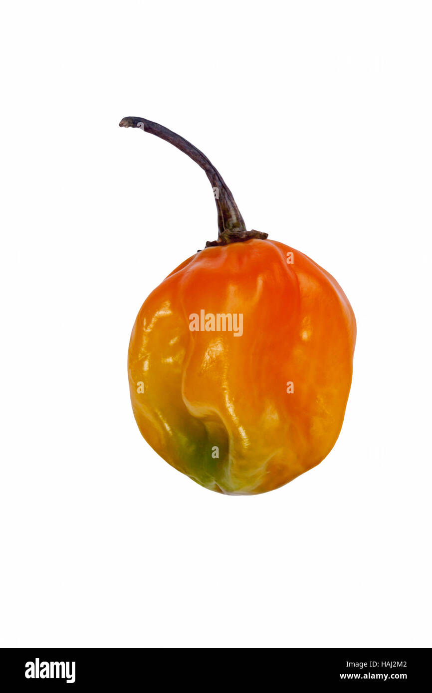 Piment de la Jamaïque Banque D'Images