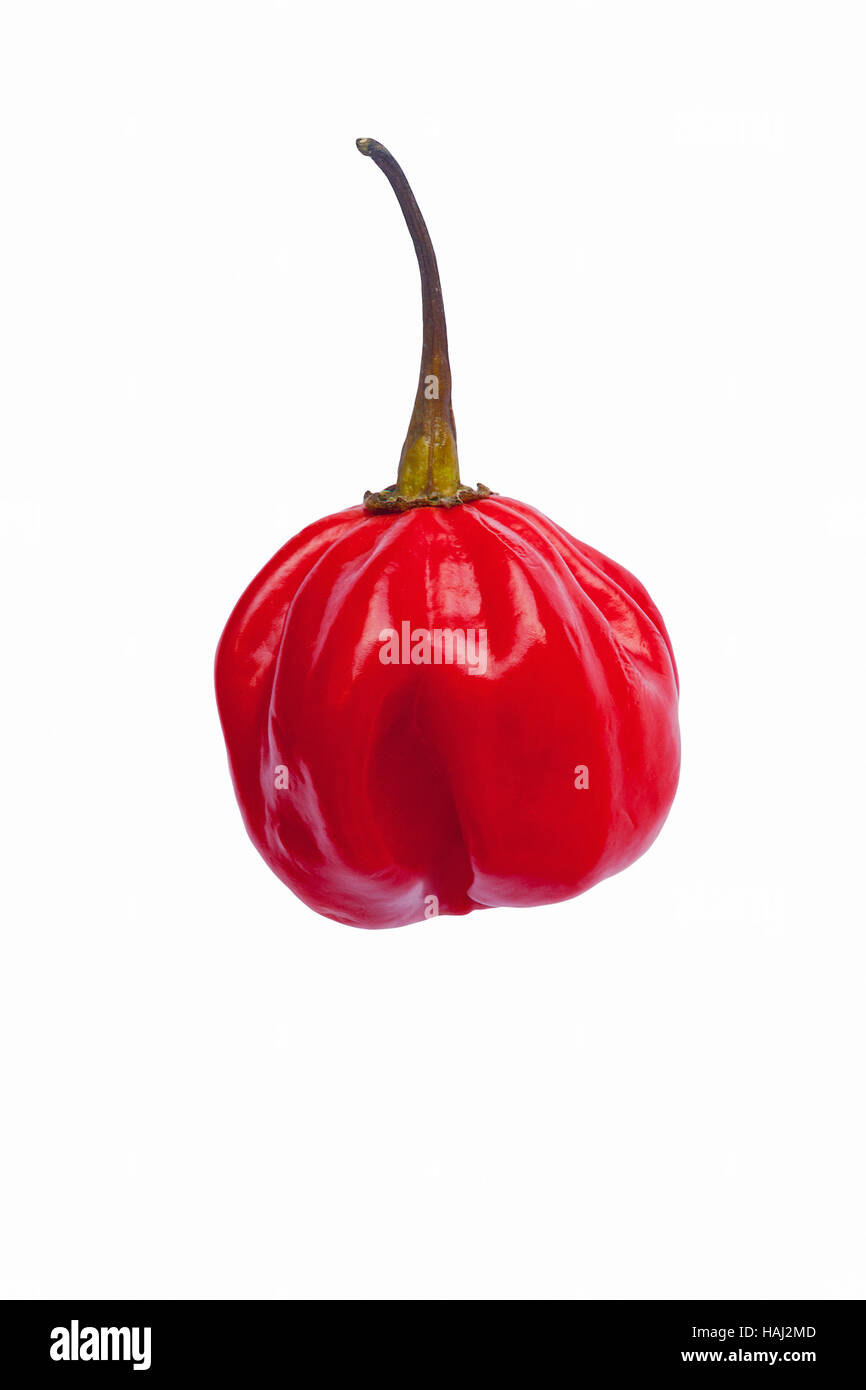 Piment de la Jamaïque Banque D'Images