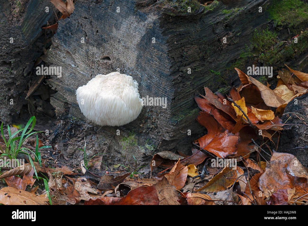 Champignons crinière de lion Banque D'Images