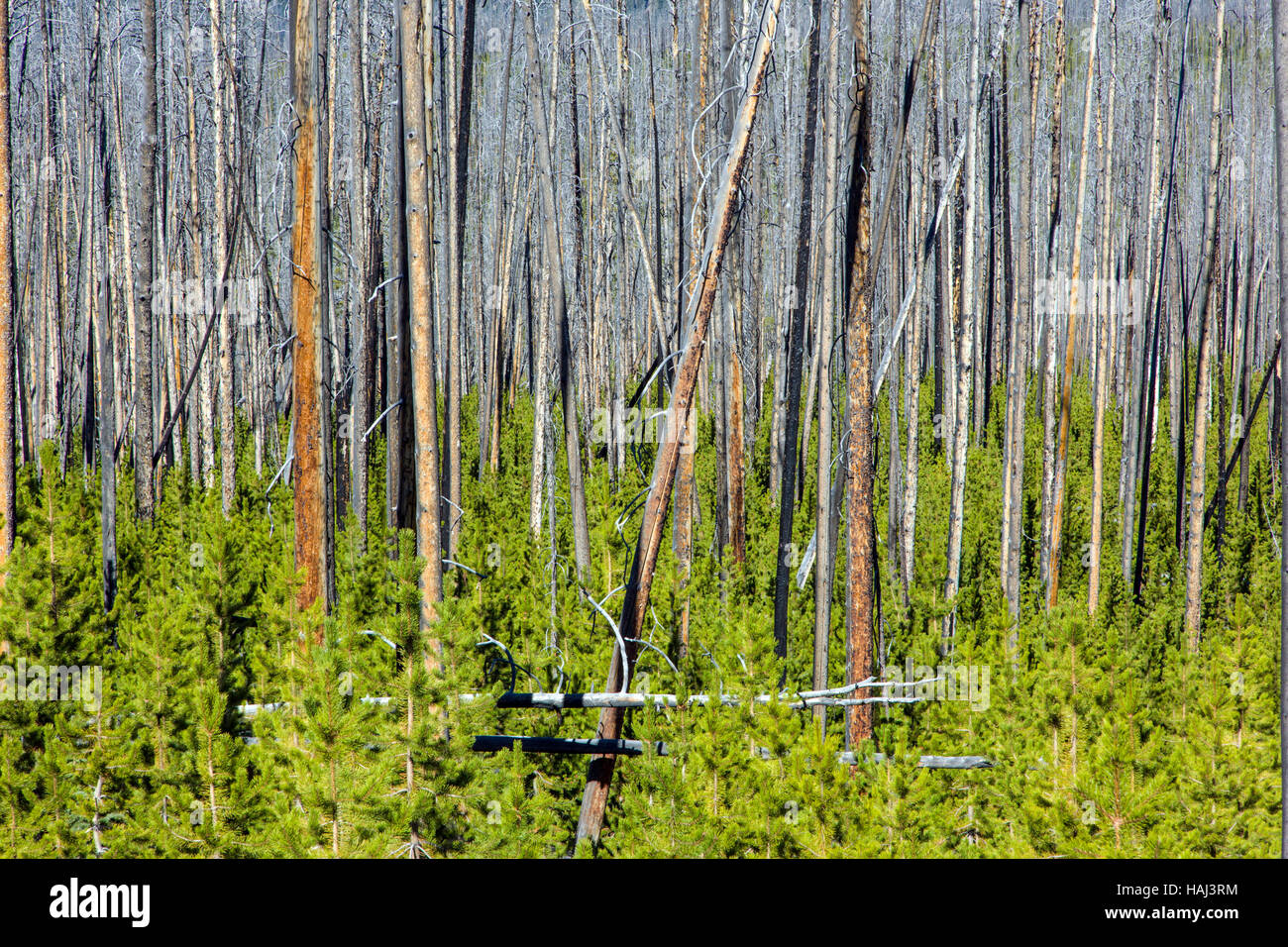 La régénération des arbres qui a brûlé dans les incendies de forêt, près de Dunraven Pass, Parc National de Yellowstone, Wyoming, USA Banque D'Images