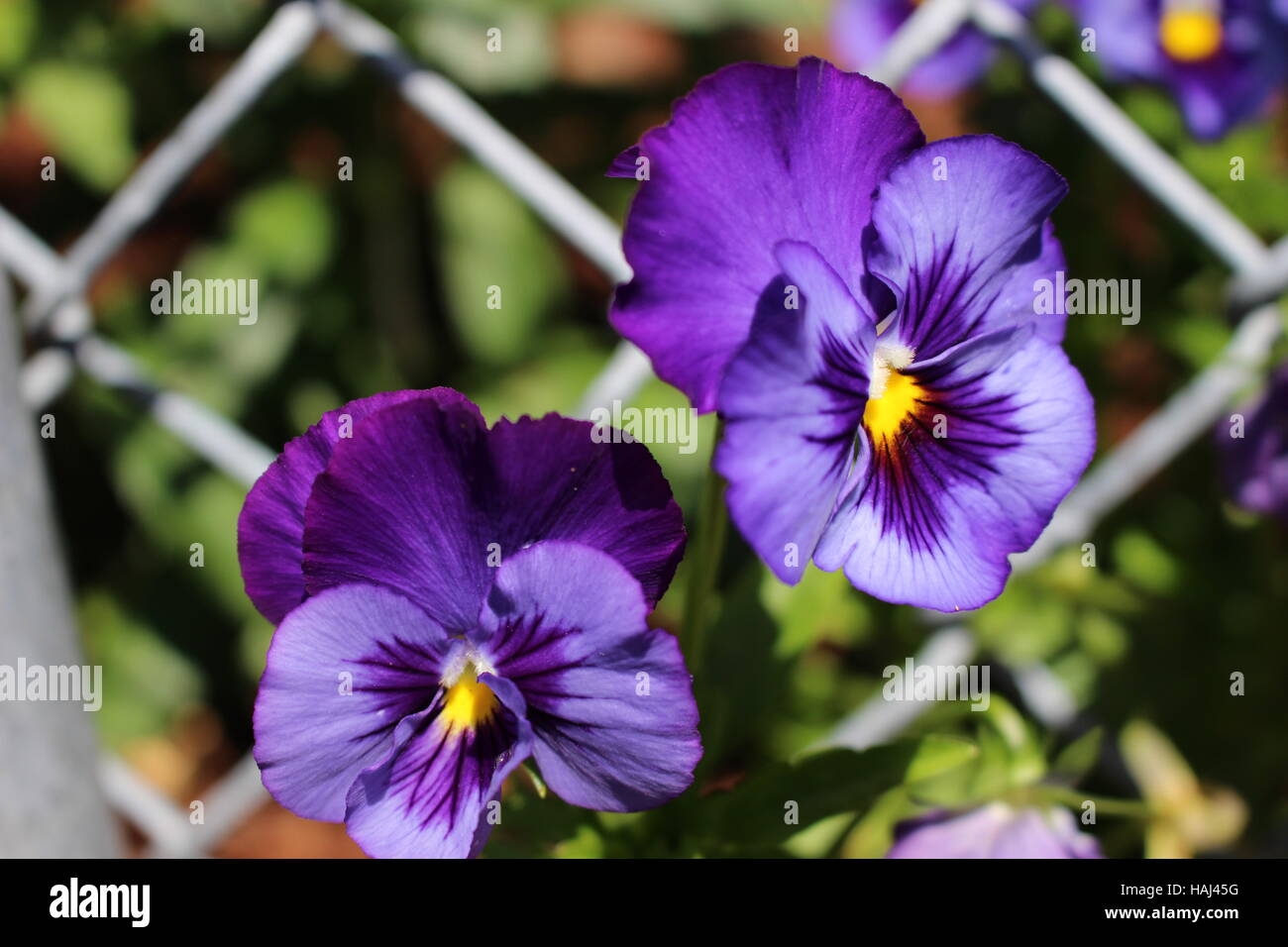 Close up de Pansy Flower en face de grillage Banque D'Images