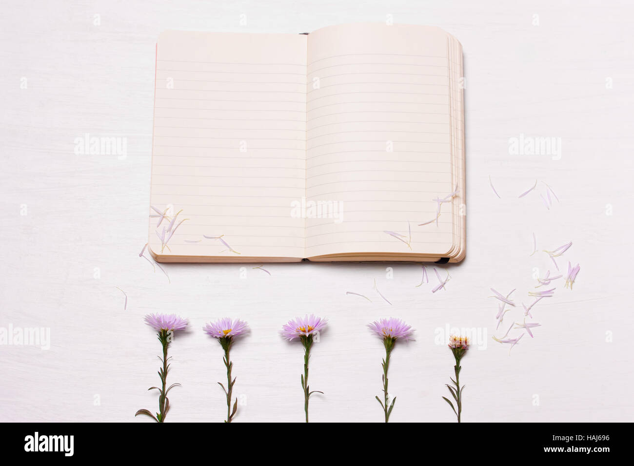 Des notes et des fleurs sur un fond blanc.La composition de l'ordinateur portable et violet. chrysanthemumst Haut de la vue, télévision Banque D'Images