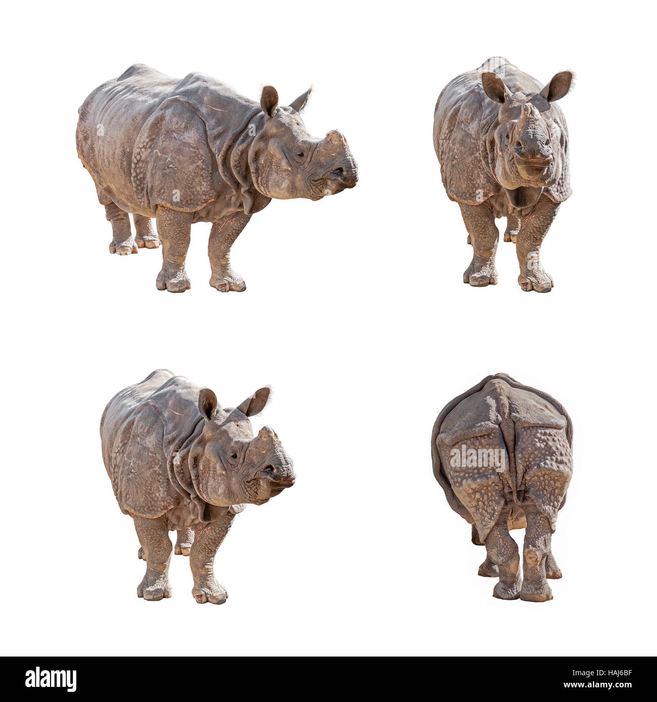 Rhinocéros indien isolé sur fond blanc. Pack d'images. Banque D'Images