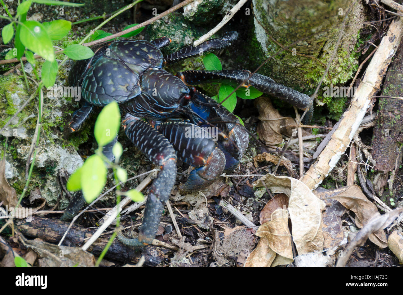 Uga, crabe de cocotier, Talava, Niue, le Pacifique Sud, l'Océanie Banque D'Images