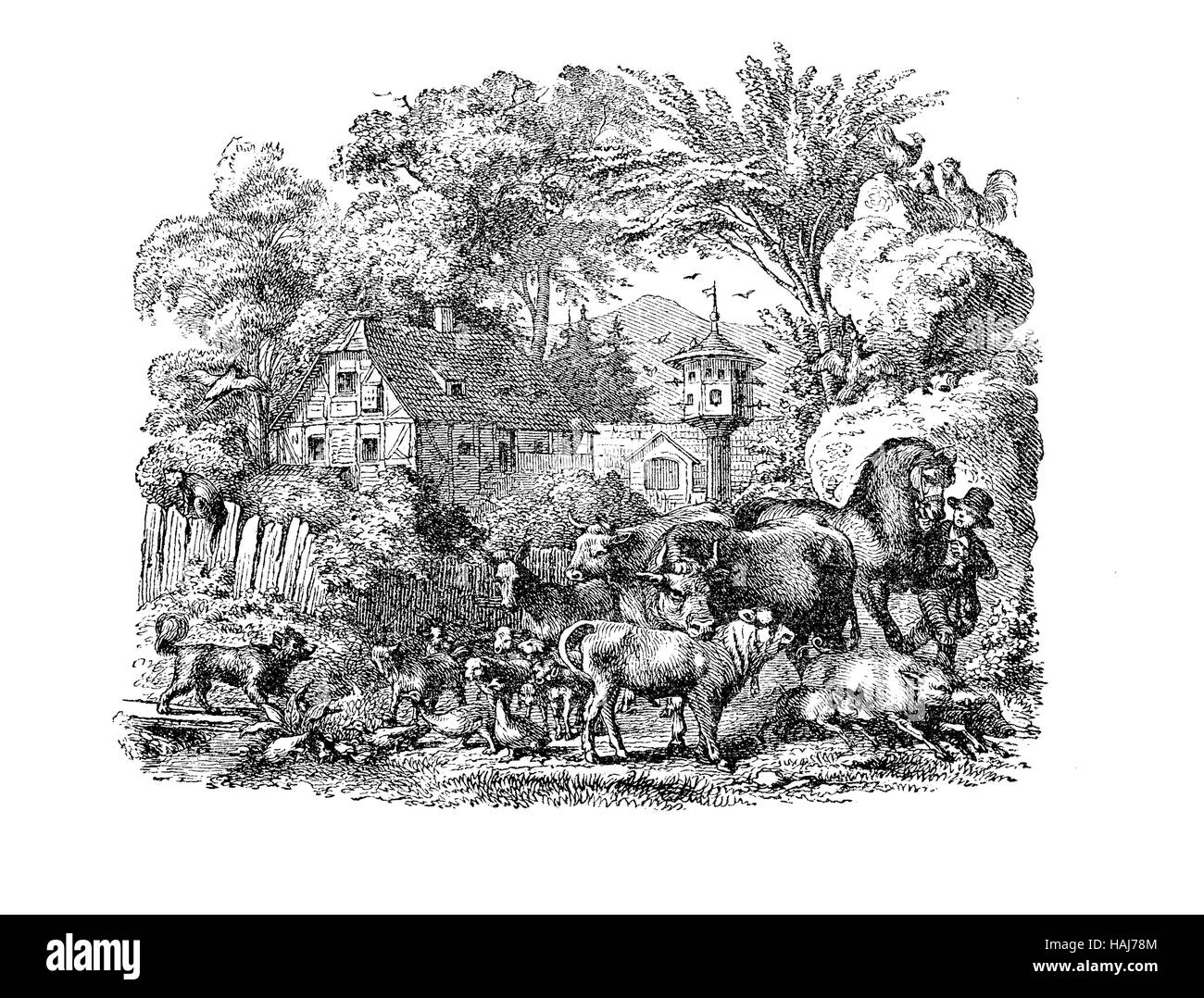 La représentation idyllique d'un mode de vie agricole, avec un jeune agriculteur entouré de toutes sortes d'animaux domestiques vivant dans la cour Banque D'Images