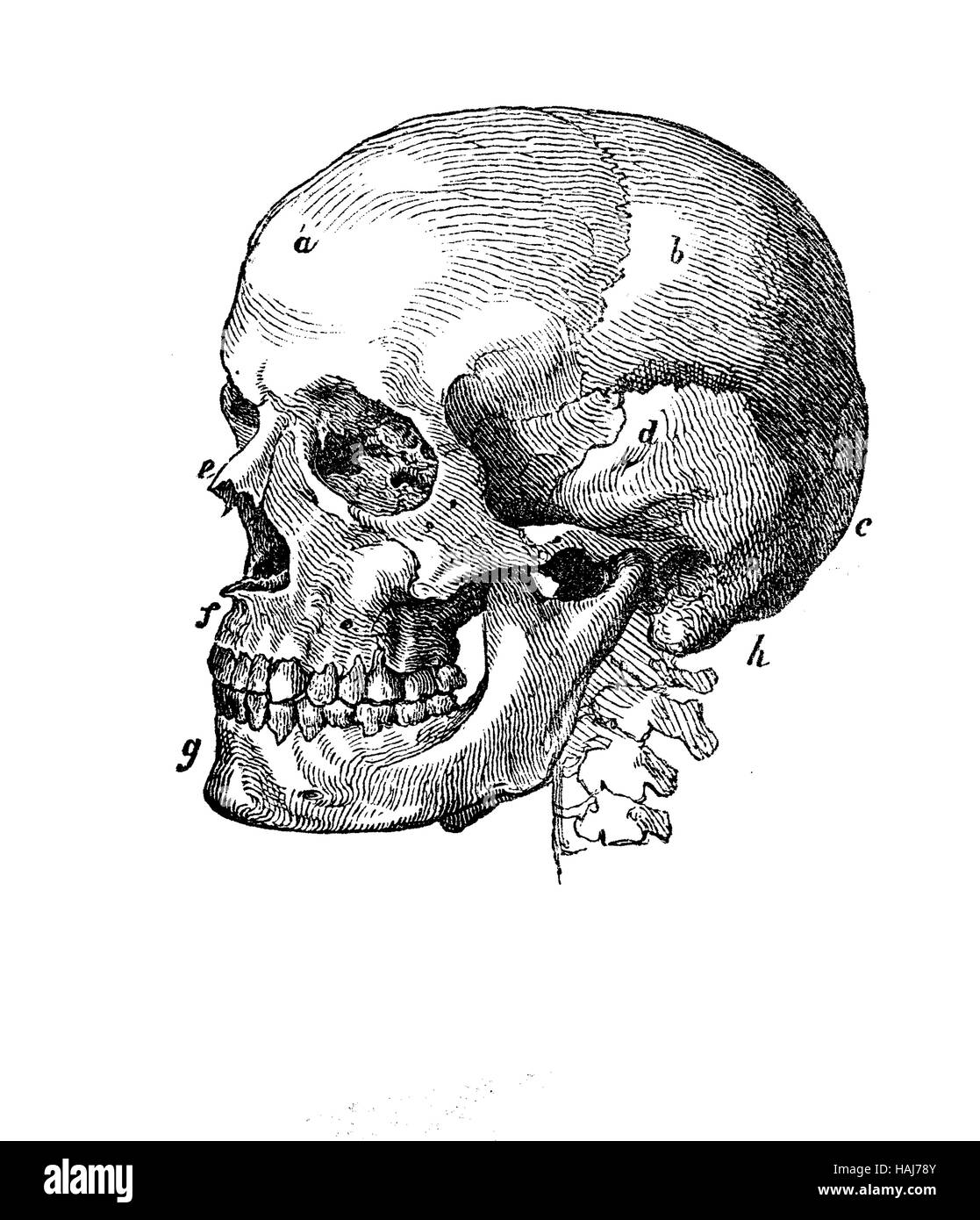 Crâne humain anatomie profil, gravure XIX siècle Banque D'Images