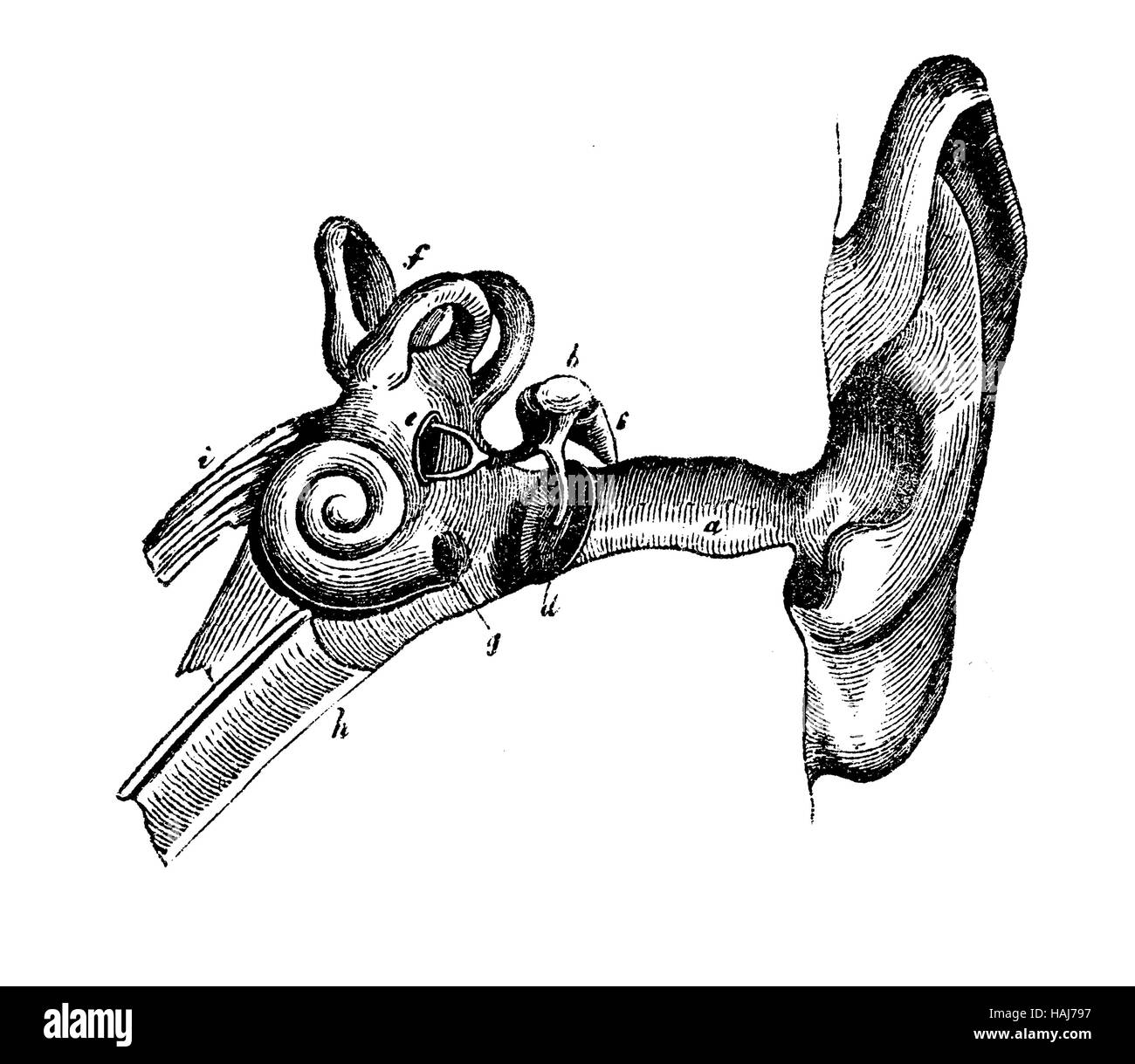 Anatomie de l'oreille humaine, gravure XIX siècle table Banque D'Images