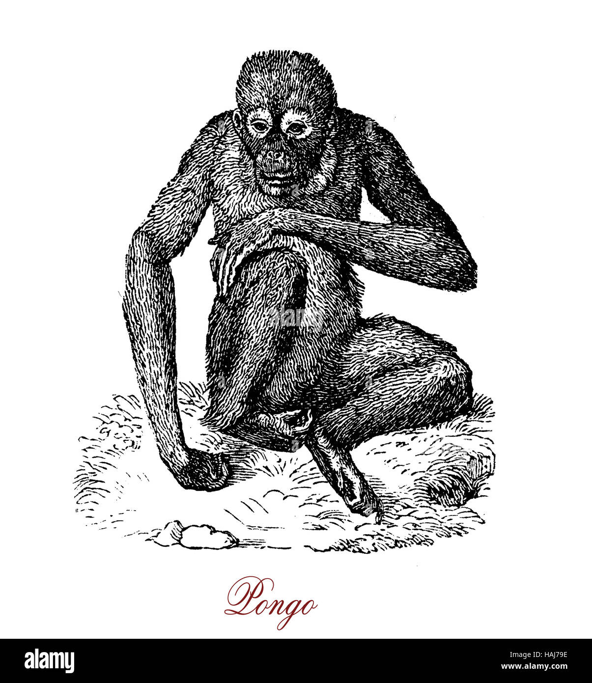 Les grands singes, des animaux indigènes de l'orang-outan d'Indonésie et de la Malaisie, alors que l'on trouve actuellement dans la forêt tropicale de Bornéo et Sumatra Banque D'Images