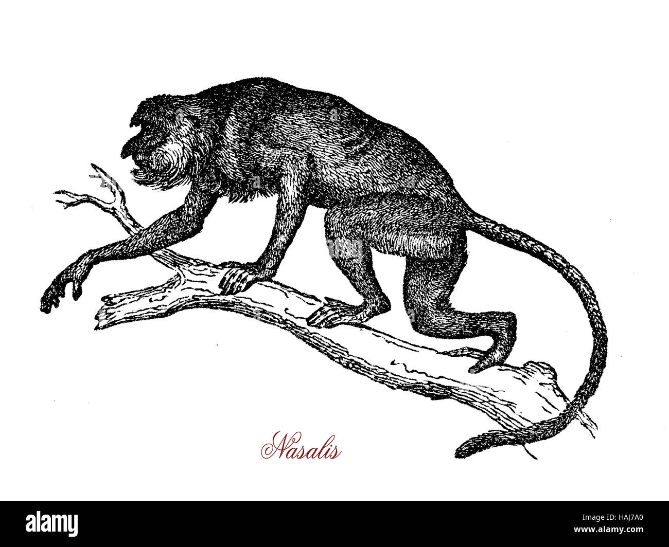 Proboscis Monkey ou singe bec long est originaire de l'île de Bornéo, a un grand nez et un ventre de pot, généralement vit en groupe avec hiérarchie de dominance entre les femmes. Banque D'Images