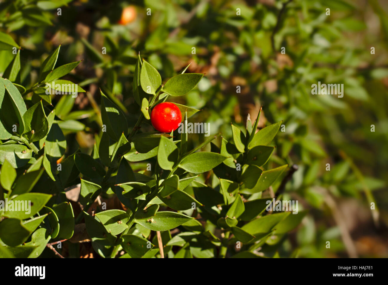 Ruscus aculeatus, connu sous le nom de balai de boucher Banque D'Images