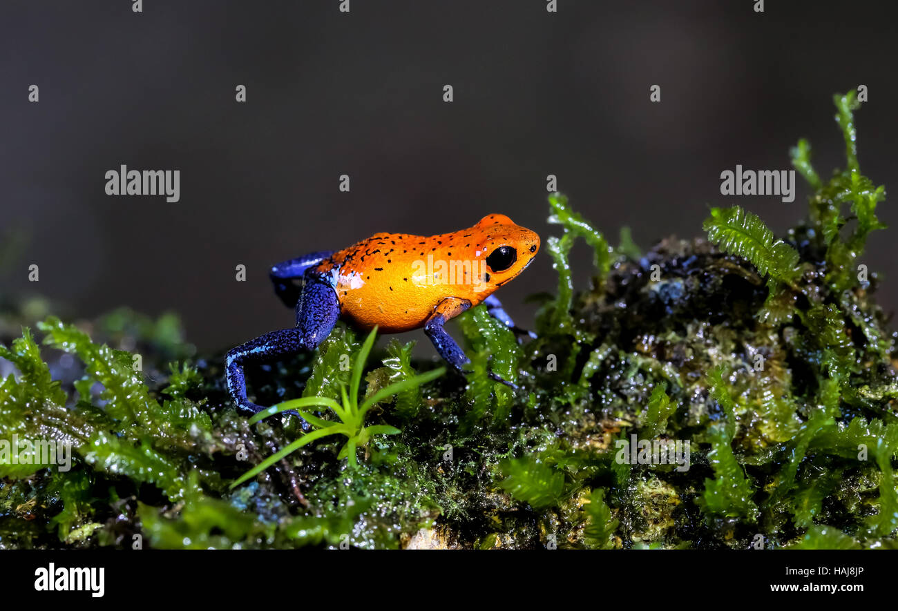 Jean bleu Dart Frog fonctionnant sur de la mousse, le Costa Rica Banque D'Images