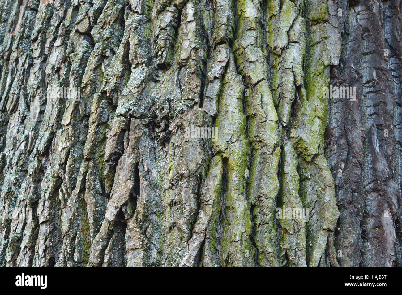 L'écorce des arbres, à texture de fond naturel, tronc d'arbre Banque D'Images