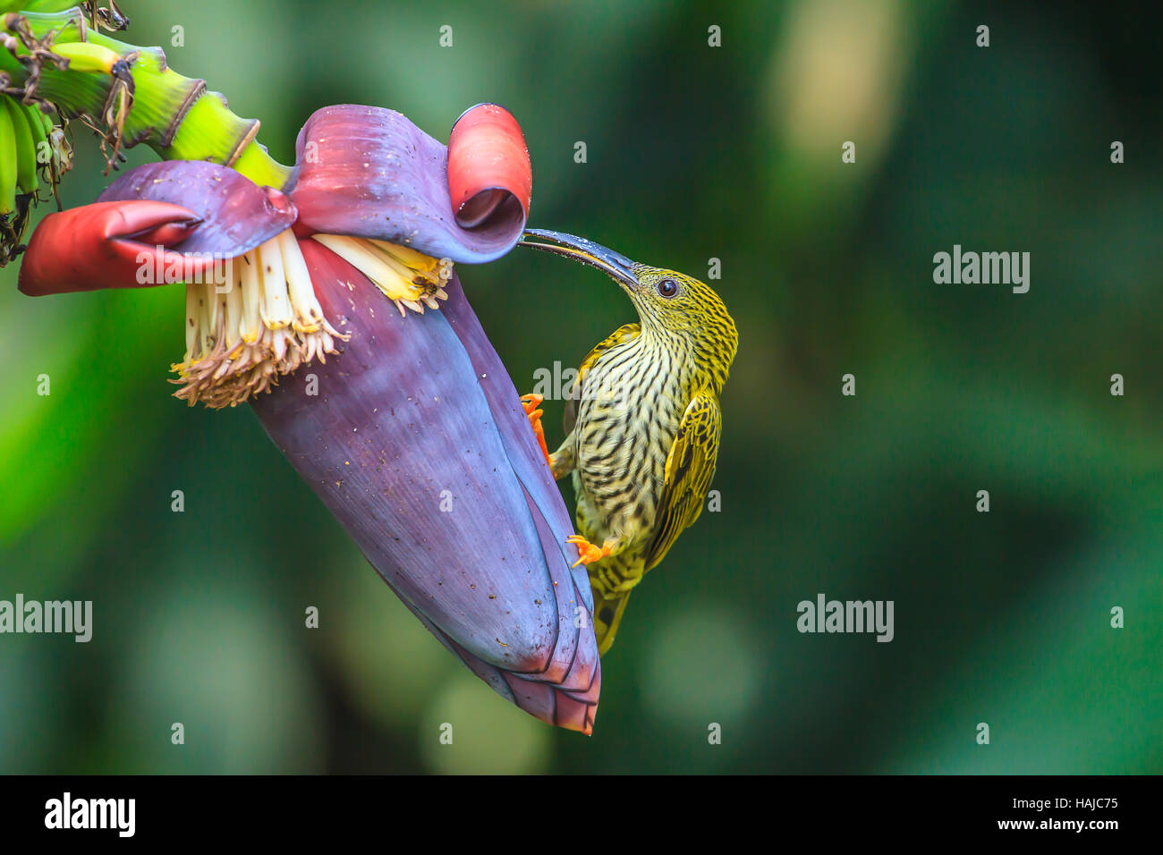 Striées Spiderhunter avec oiseaux et fleurs en tenant un sirop Banque D'Images