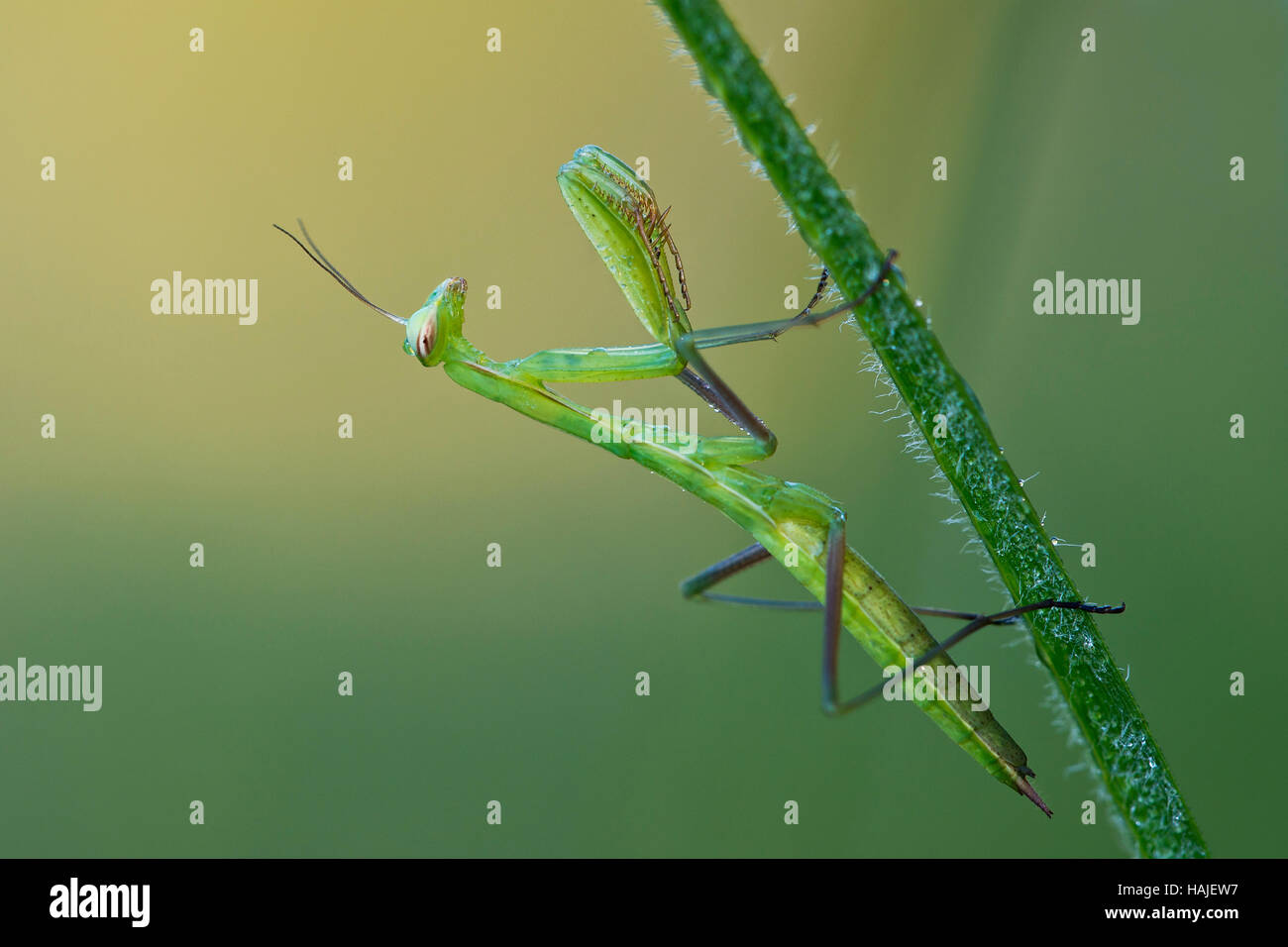 Mantis Mantis religiosa (européenne), Burgenland, Autriche Banque D'Images