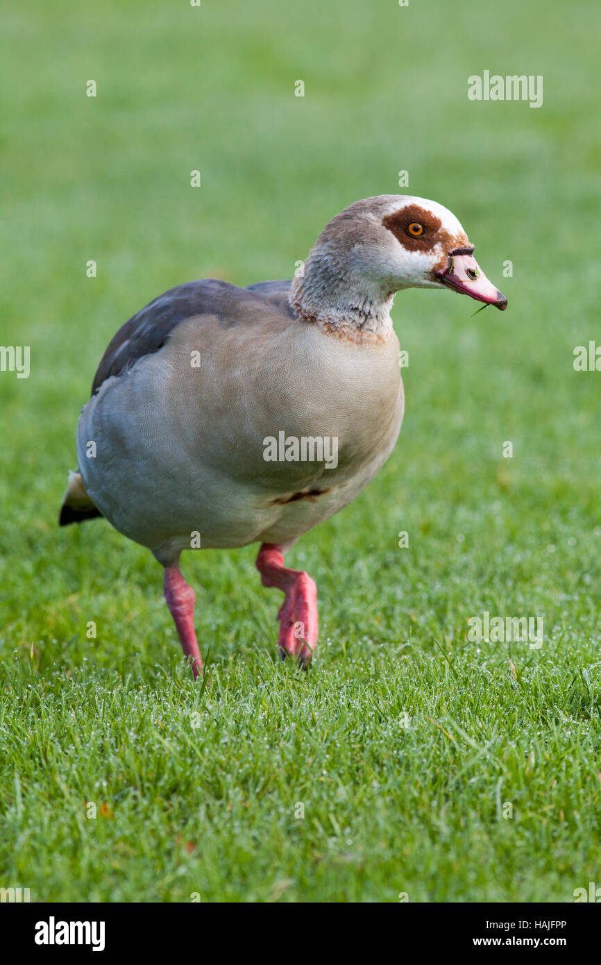 Egyptian goose (Alopechen aegyptiacus). Son plumage d'adulte. Broadland Norfolk. L'Angleterre. UK Banque D'Images