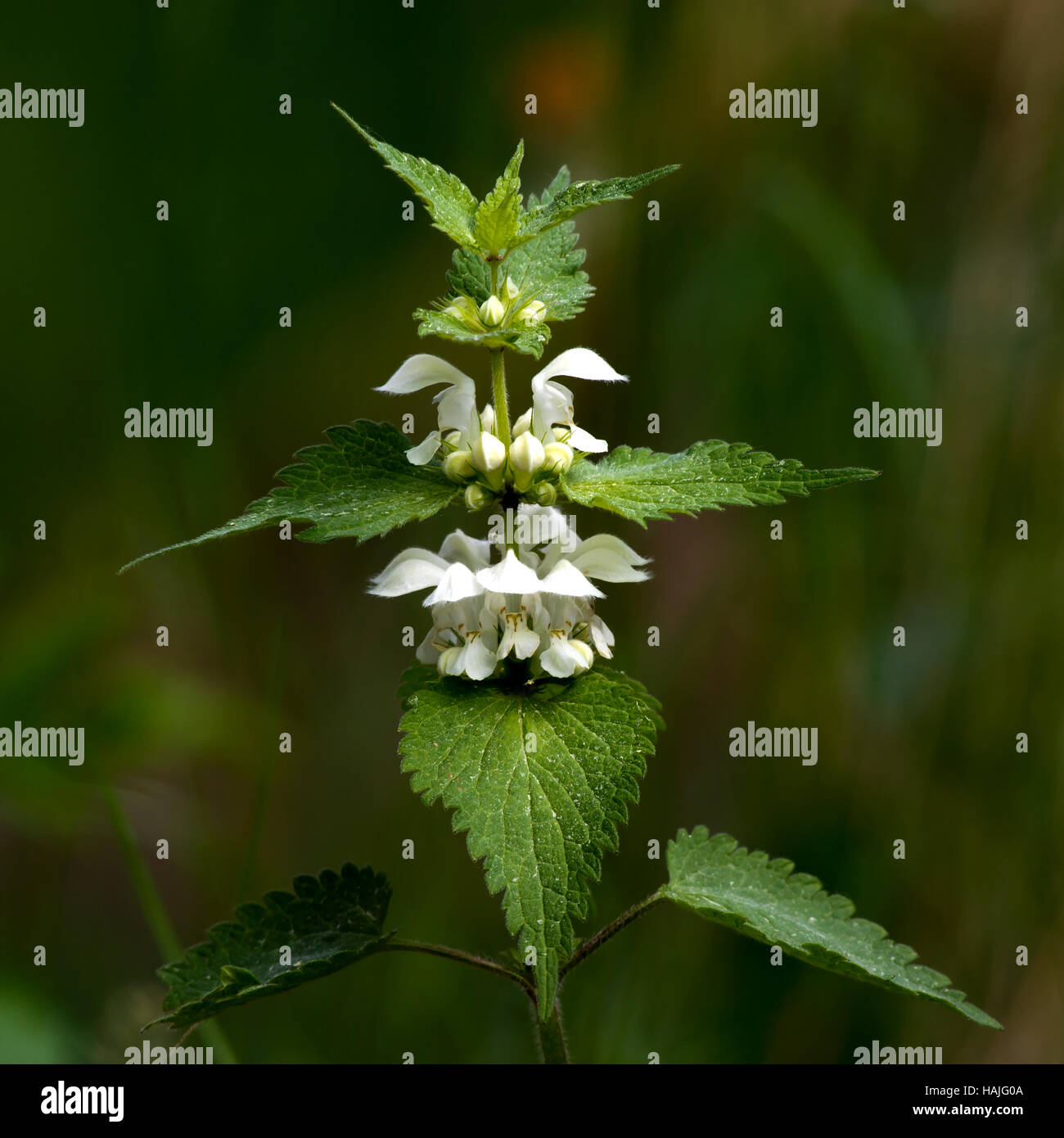 L'ortie Blanche (Lamium album) sont assez semblables à l'ortie mais ne piquent pas de flou artistique sur un fond vert foncé Banque D'Images