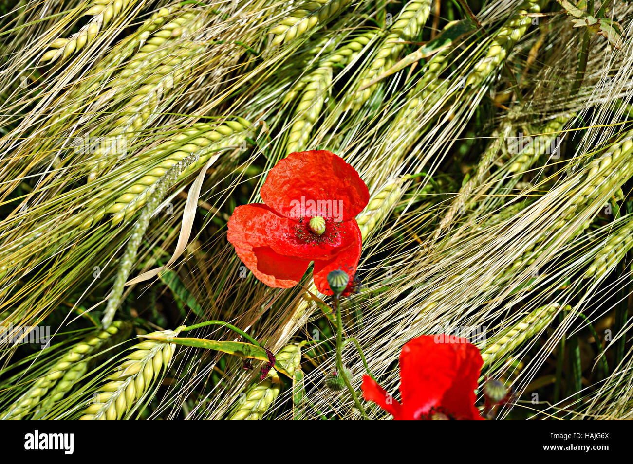 Coquelicots rouges ( Papaveroideae) dans le milieu de maturation du blé (Triticum). Banque D'Images