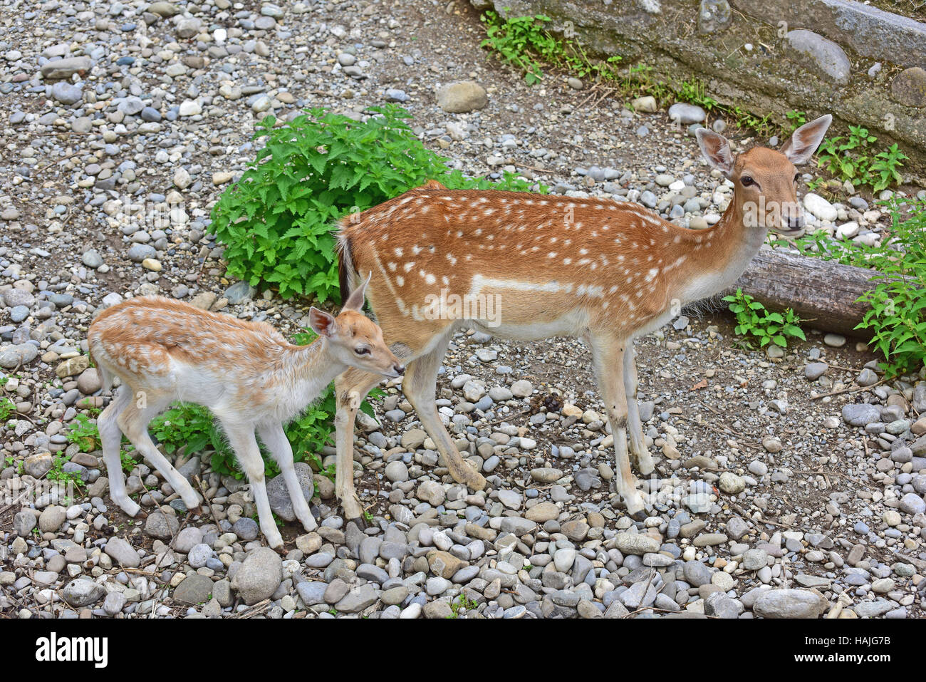 Biche Et Faon Le Daim Dama Dama Debout En Terrain Rocheux Photo Stock Alamy