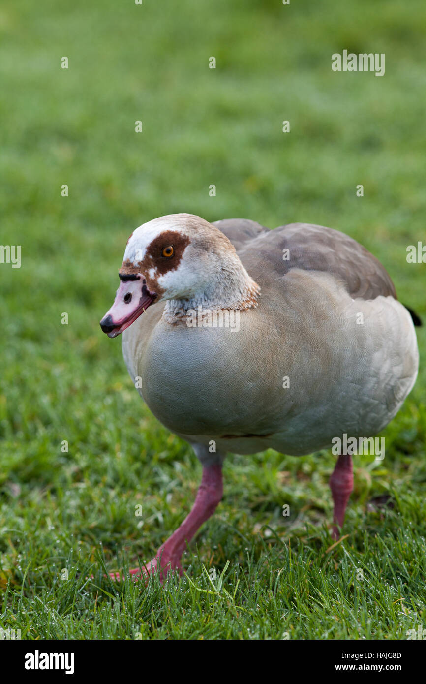Egyptian goose (Alopochen aegyptiacus). Son plumage d'adulte. Potter Heigham. Norfolk Broads. Broadland. L'East Anglia. UK. Banque D'Images