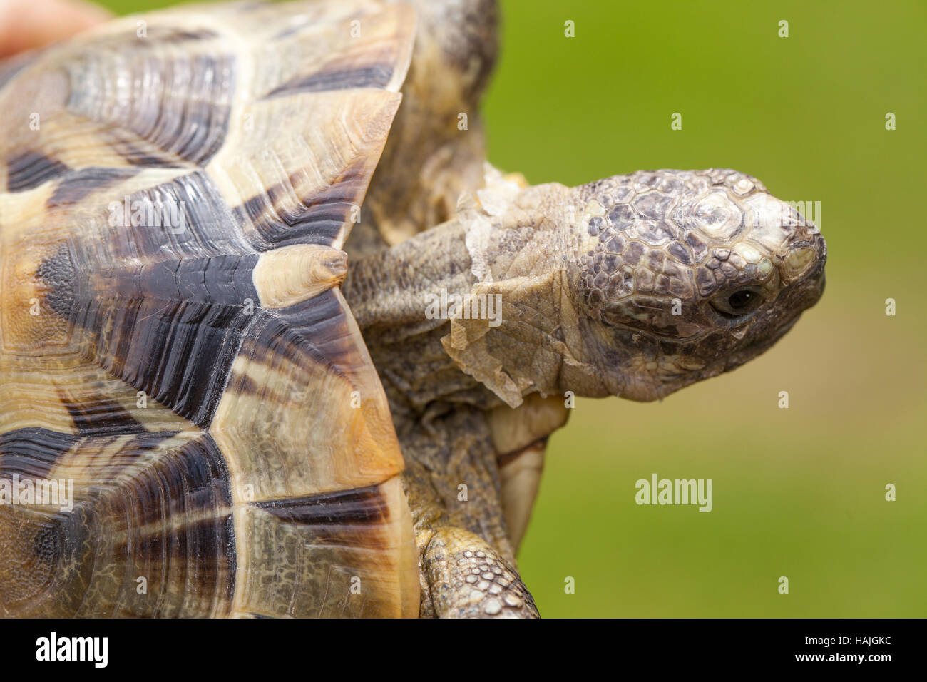 Épi Méditerranéen-thighed Tortoise (Testudo graeca ibera). Tête, cou étendu de carapace, ou coquille supérieure. Remarque la peau mue partielle sur le cou Banque D'Images