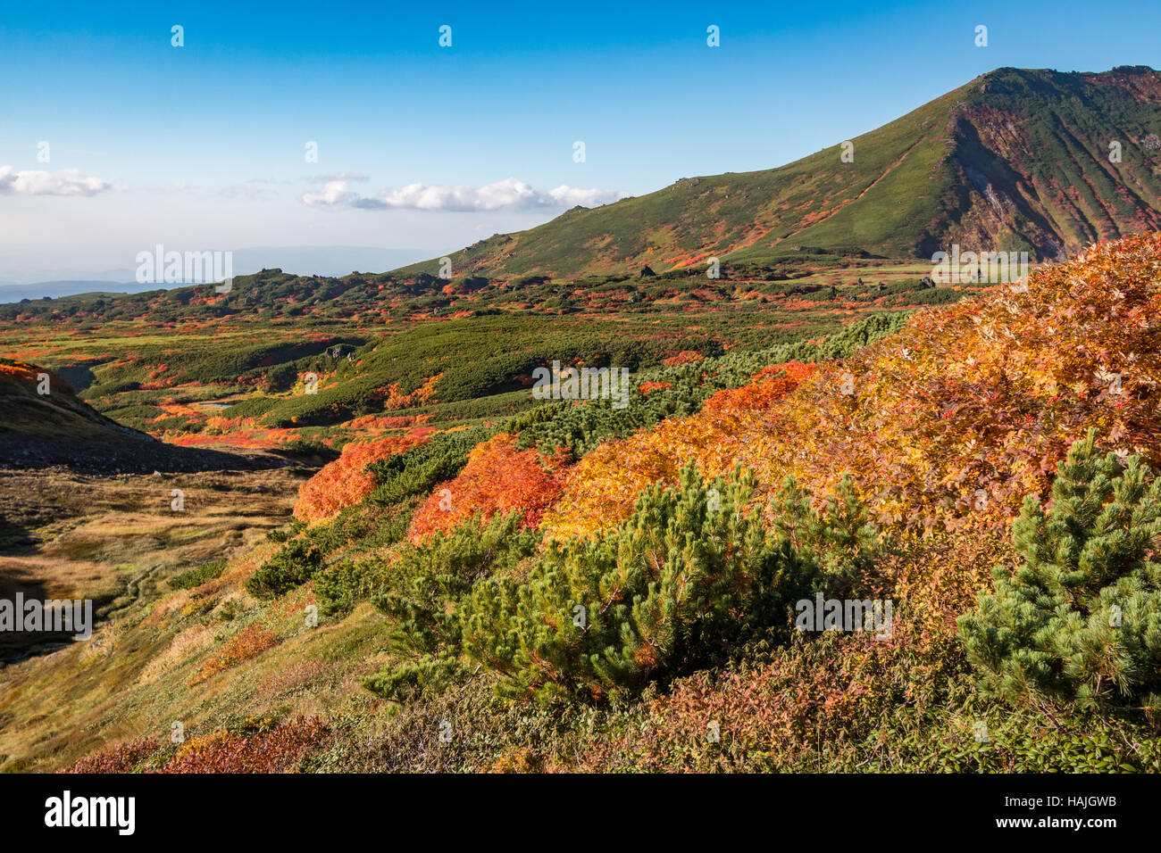 Couleurs d'automne dans les contreforts du Parc National de Daisetsuzan, Hokkaido, Japon, fin septembre. Banque D'Images