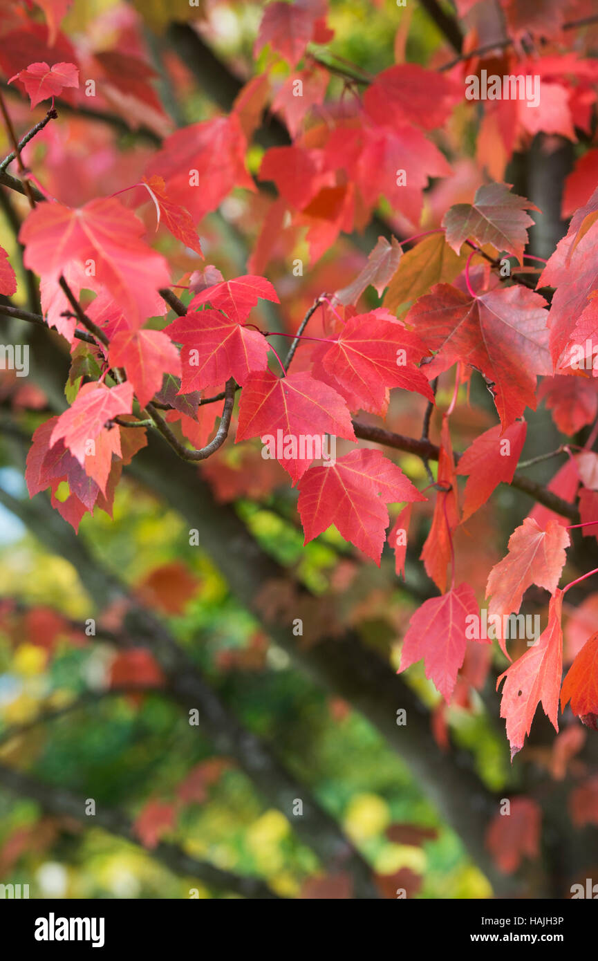 Acer Rouge Acer rubrum red sunset Banque de photographies et d’images à haute ...