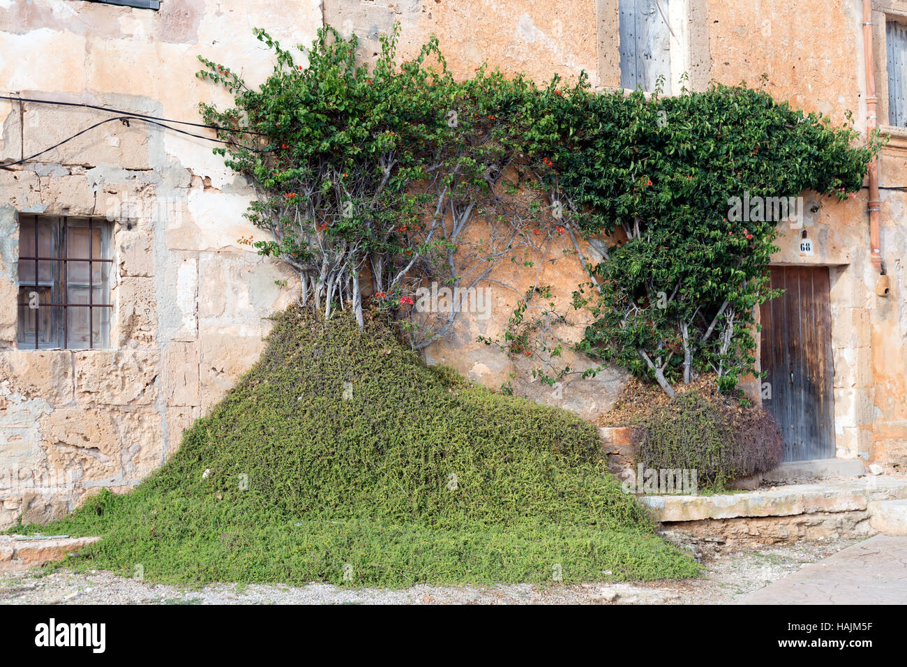 La végétation verte sur un mur d'un bâtiment ancien, Mallorca, Espagne Banque D'Images