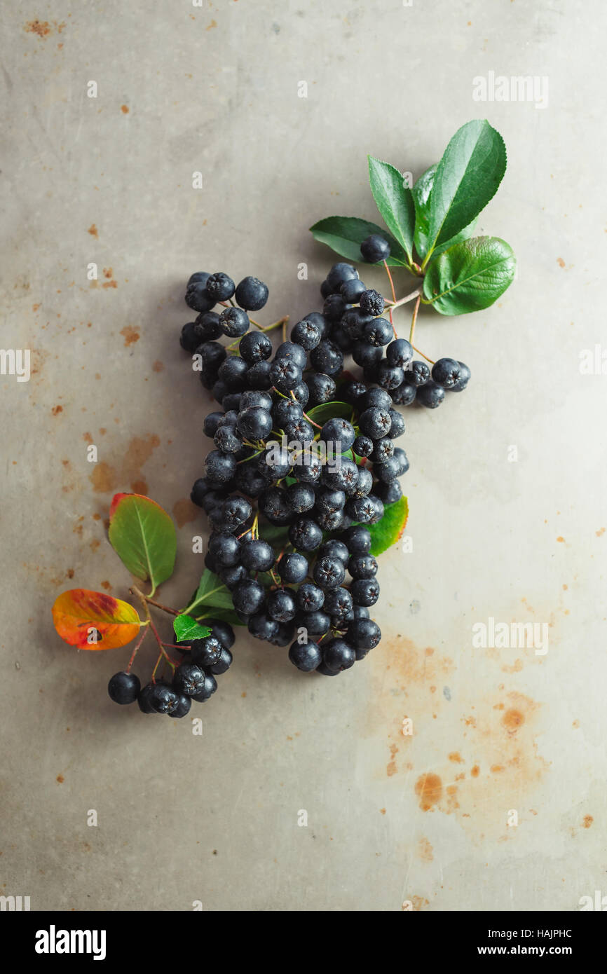 Aronia, communément connu sous le nom de l'aronie, avec des feuilles Banque D'Images