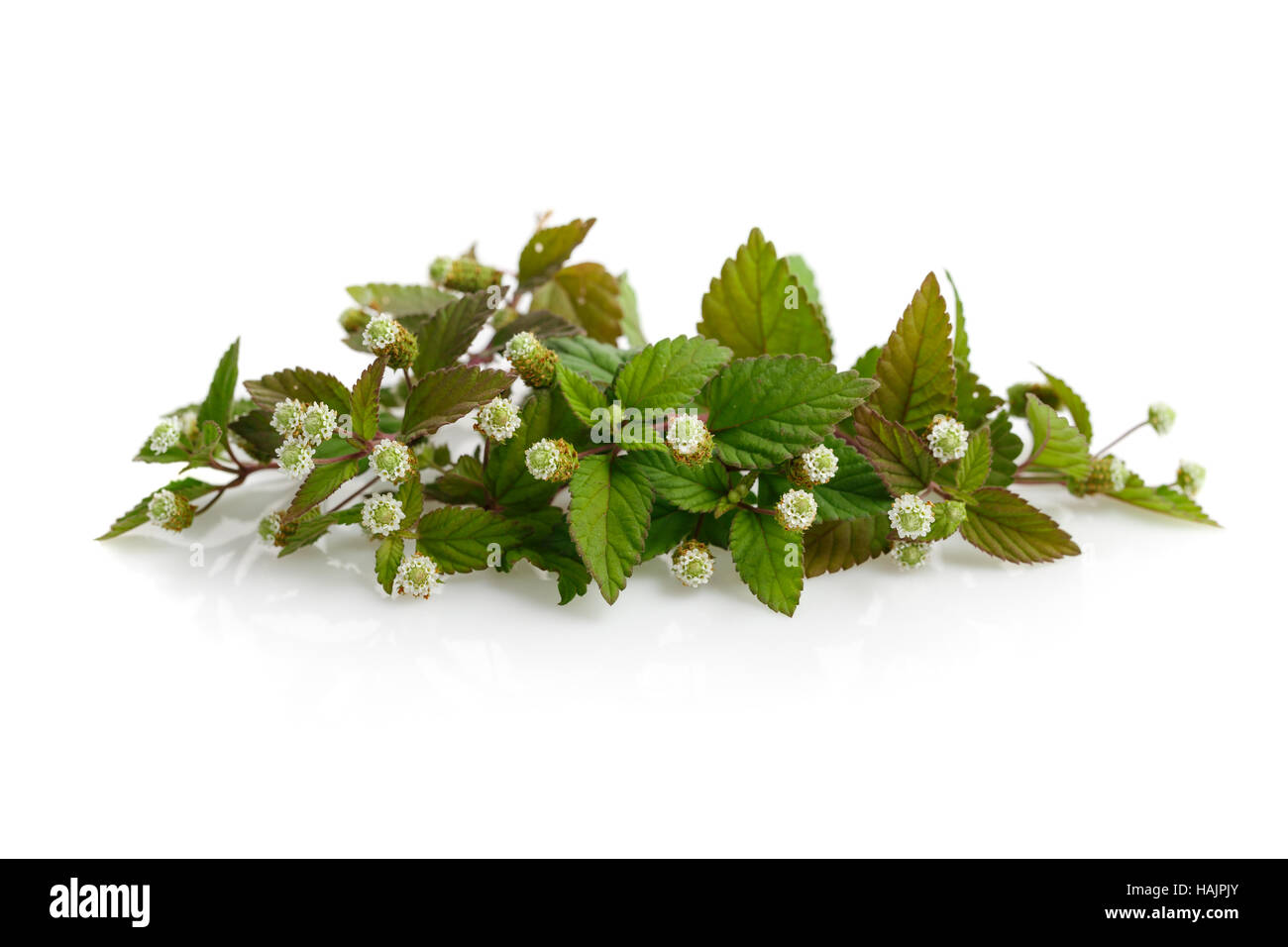 La floraison aztec sweet herb Banque D'Images