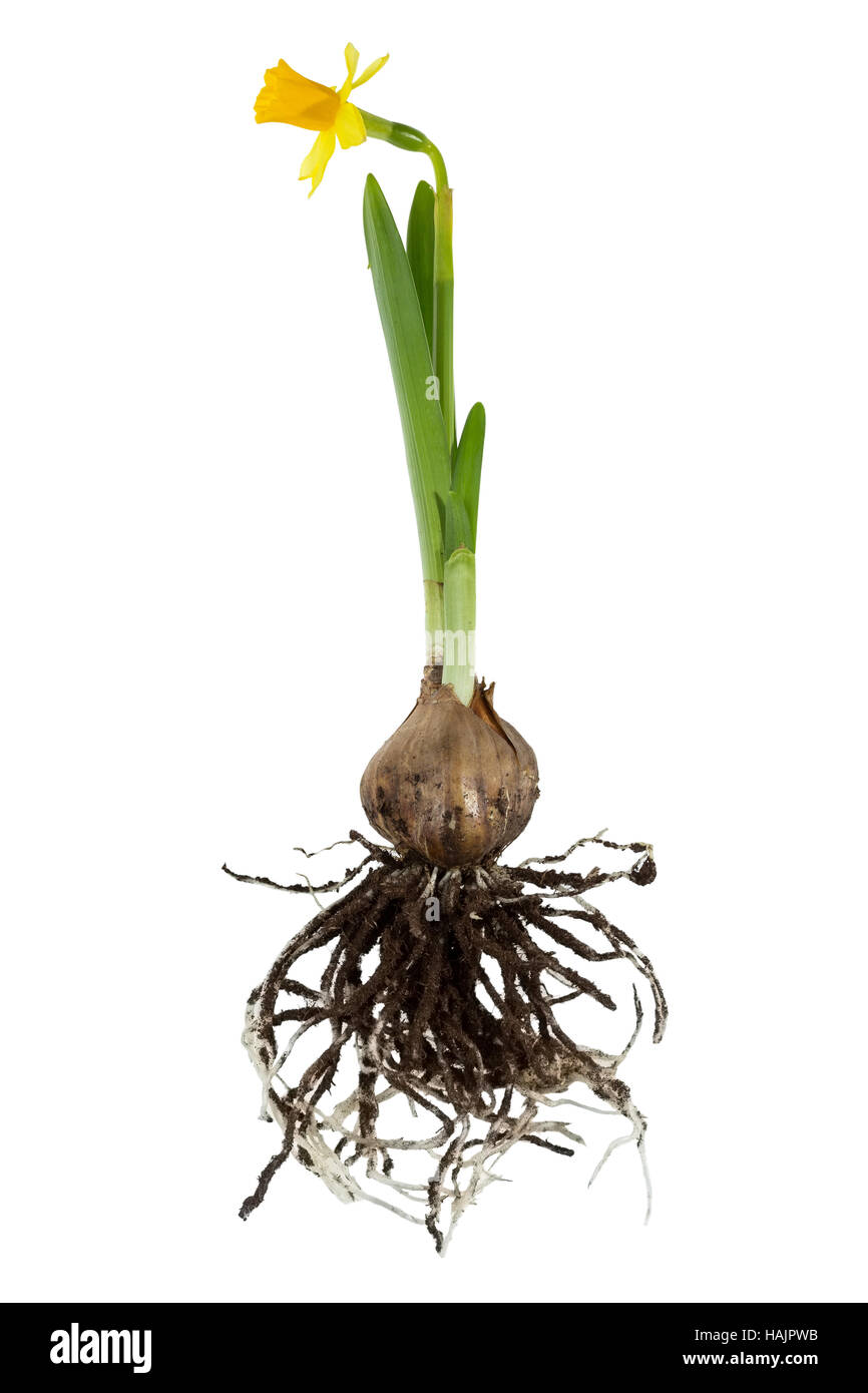 Narcissus plante, racine ball, Close up Banque D'Images