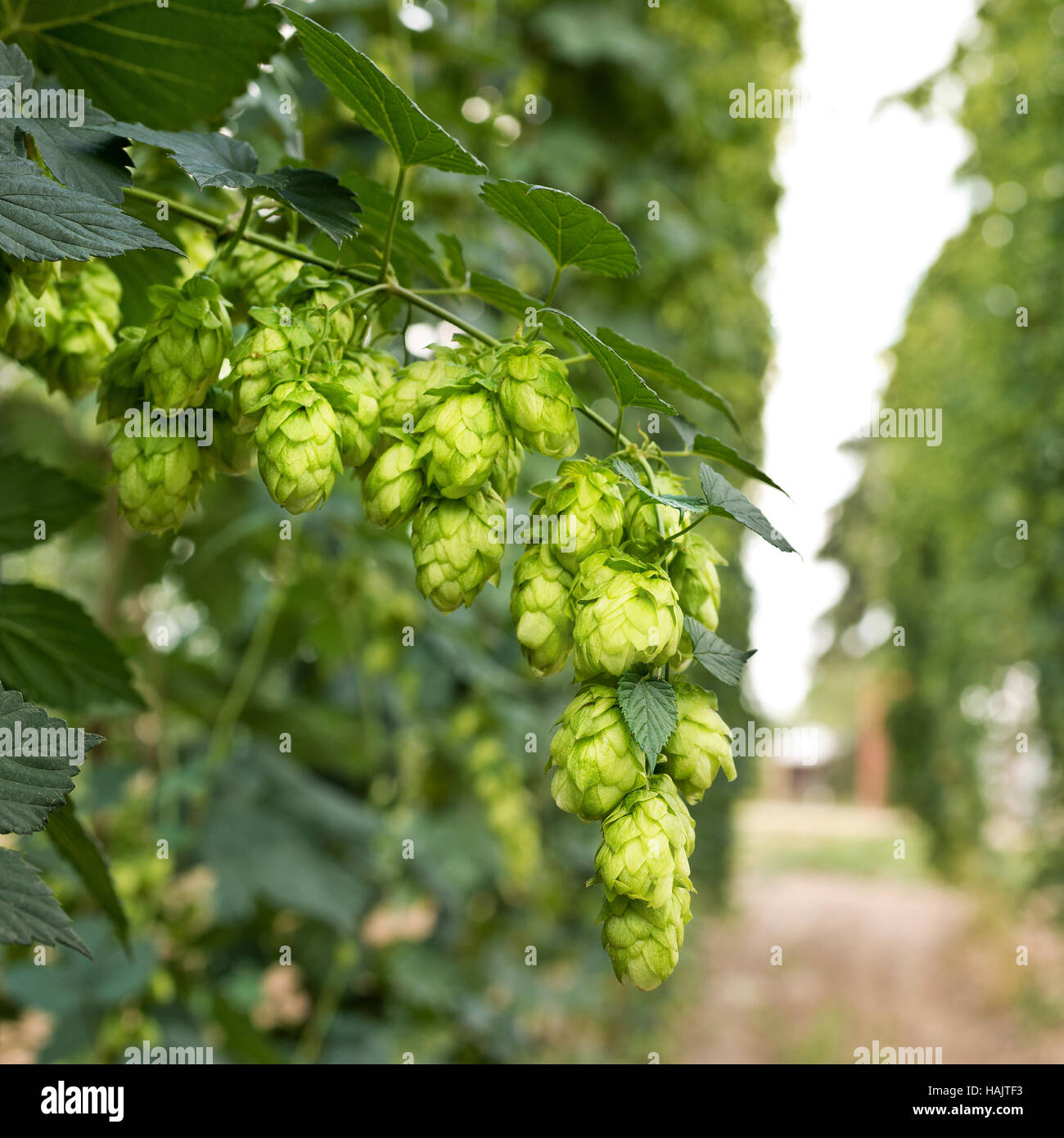 Les cônes de houblon mûres dans le jardin de houblon Banque D'Images
