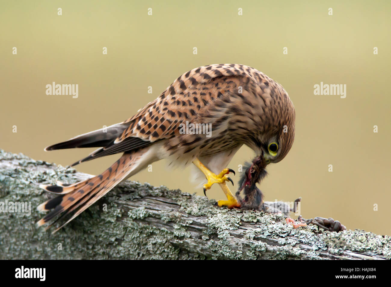 Un jeune crécerelle (Falco tinnunculus) manger son petit-déjeuner sur une vieille clôture en bois roundpole tôt le matin. Banque D'Images