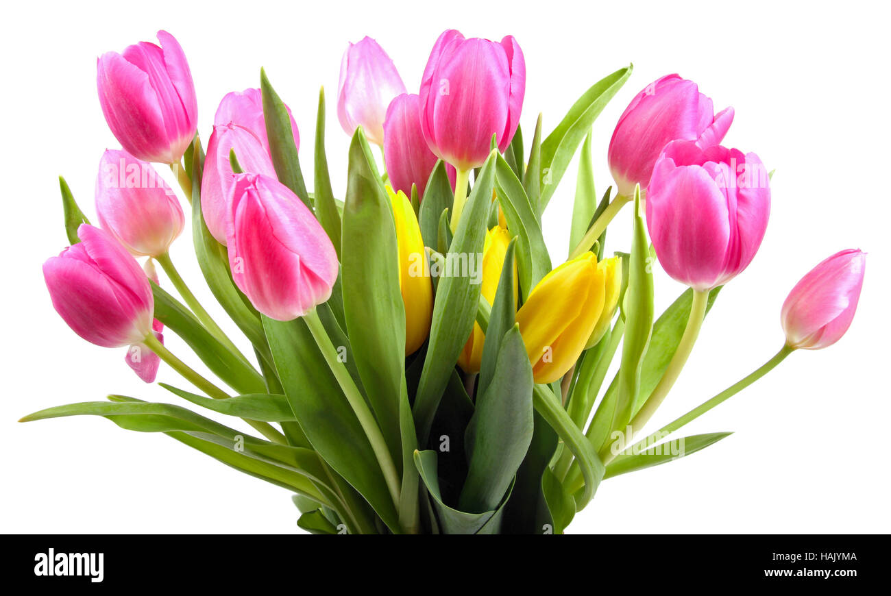 Bouquet de tulipes isolated on white Banque D'Images