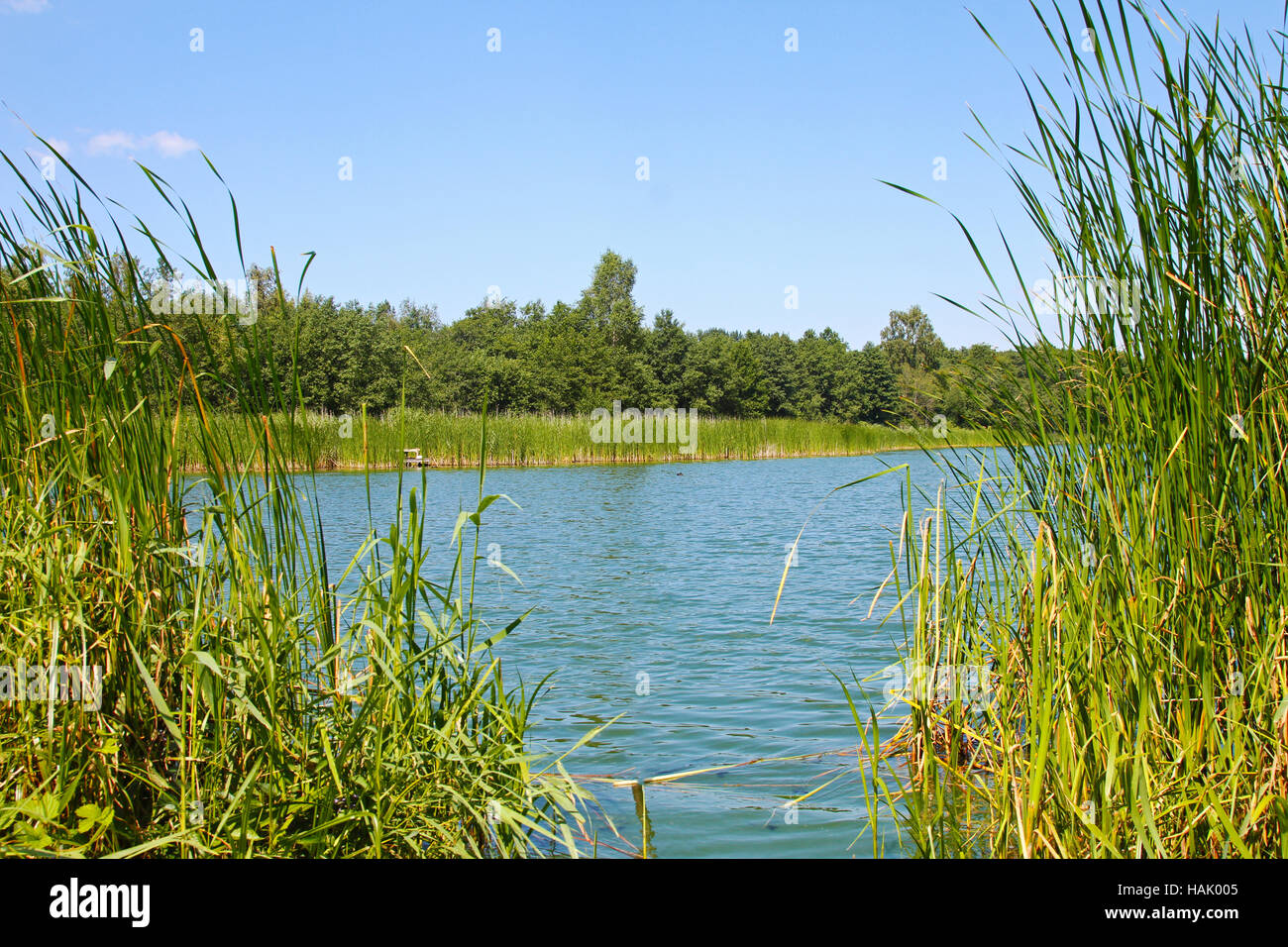 Étang et l'eau des plantes en journée d'été Banque D'Images