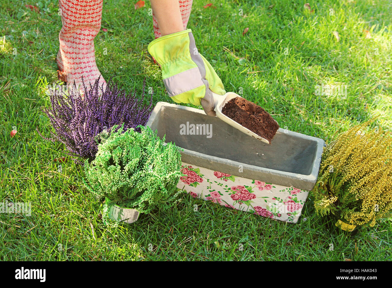 Jardinier prépare à planter des fleurs en pot avec de la terre Banque D'Images