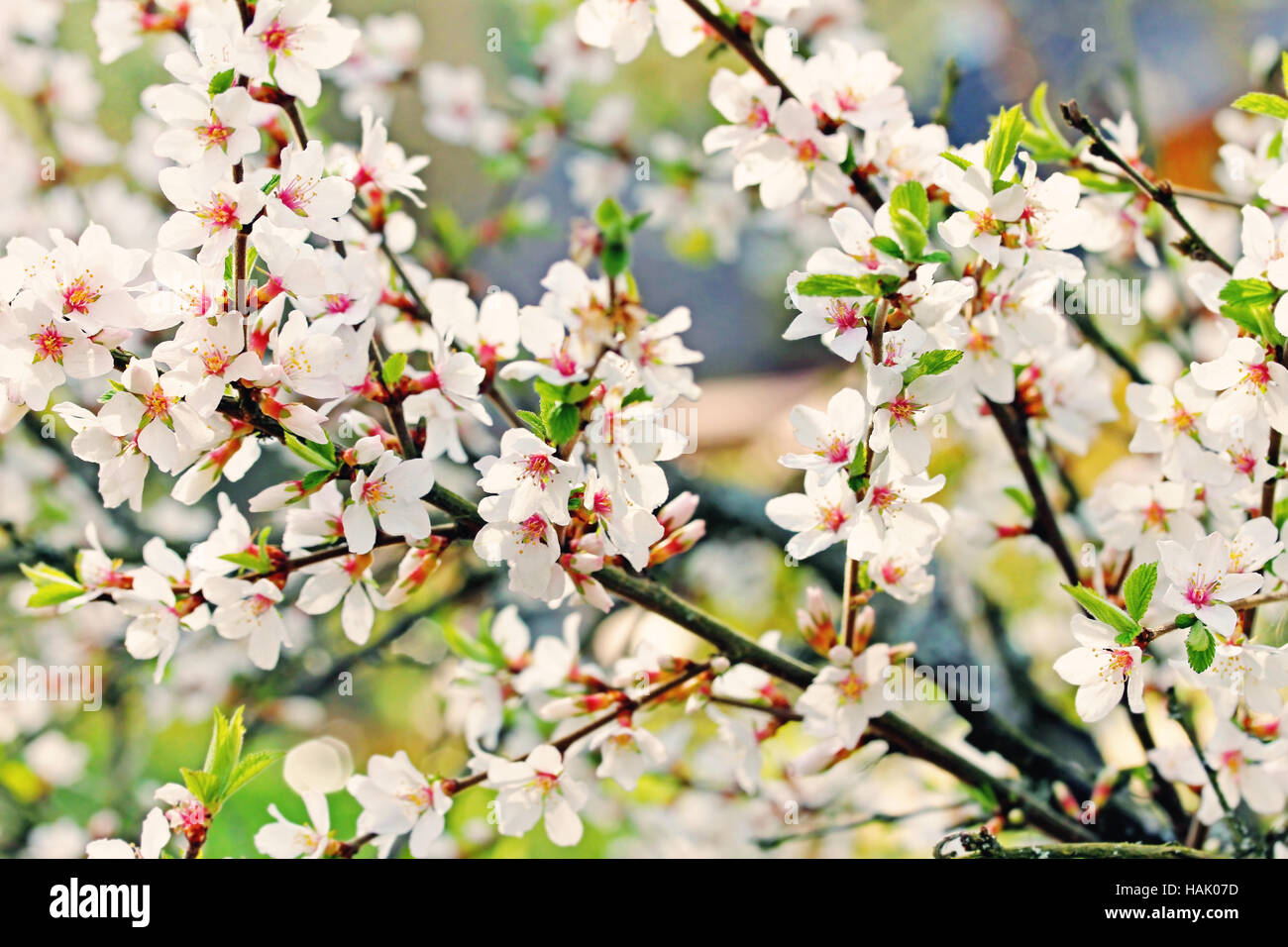 Une branche de l'fleurs blanc Banque D'Images Une branche de l'fleurs blanc Banque D'Images