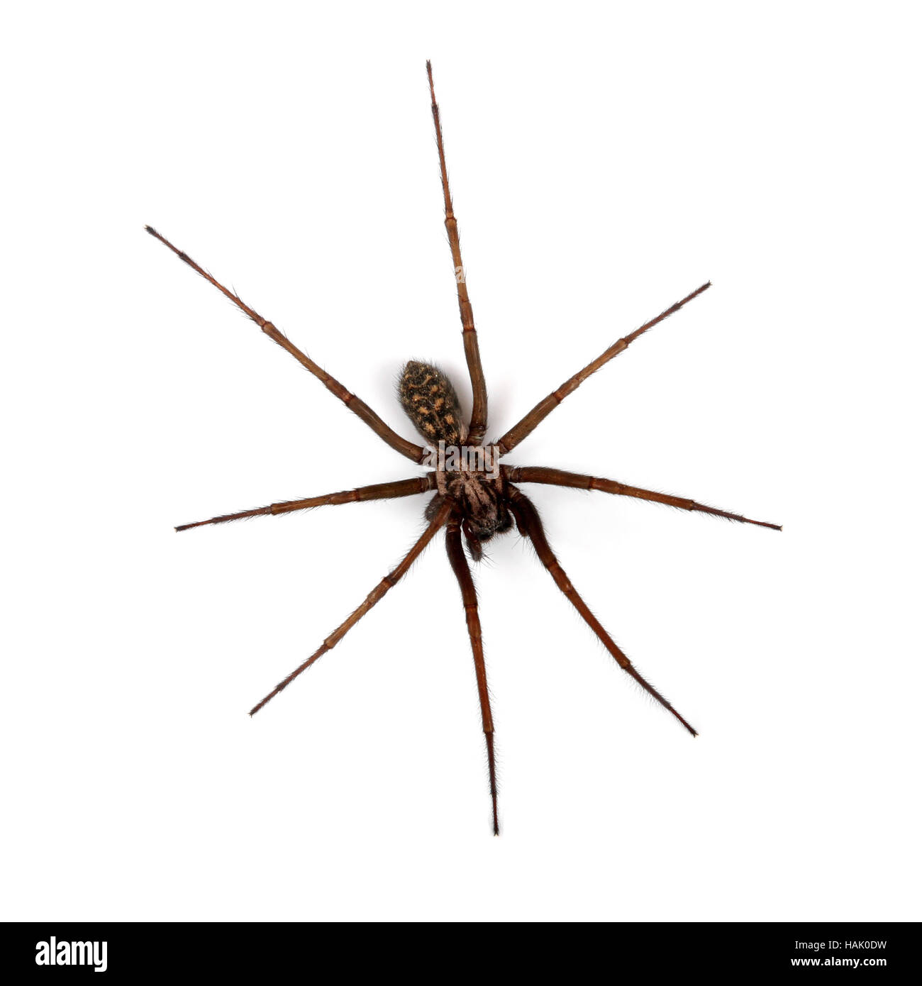 Spider isolé sur blanc, vue d'en haut Banque D'Images