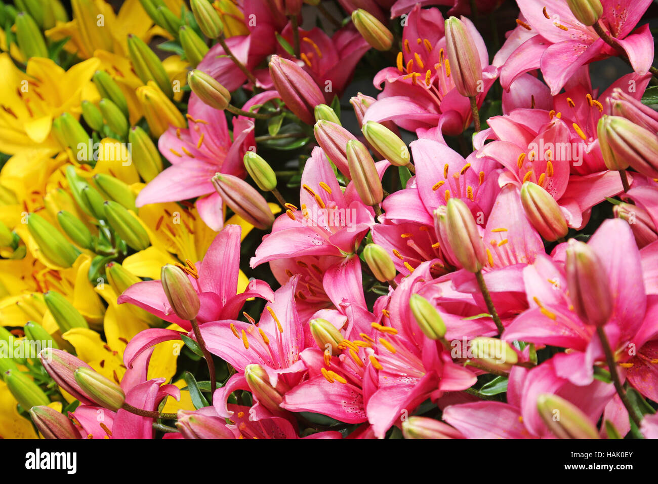 Close up of pink and yellow lily flowers Banque D'Images