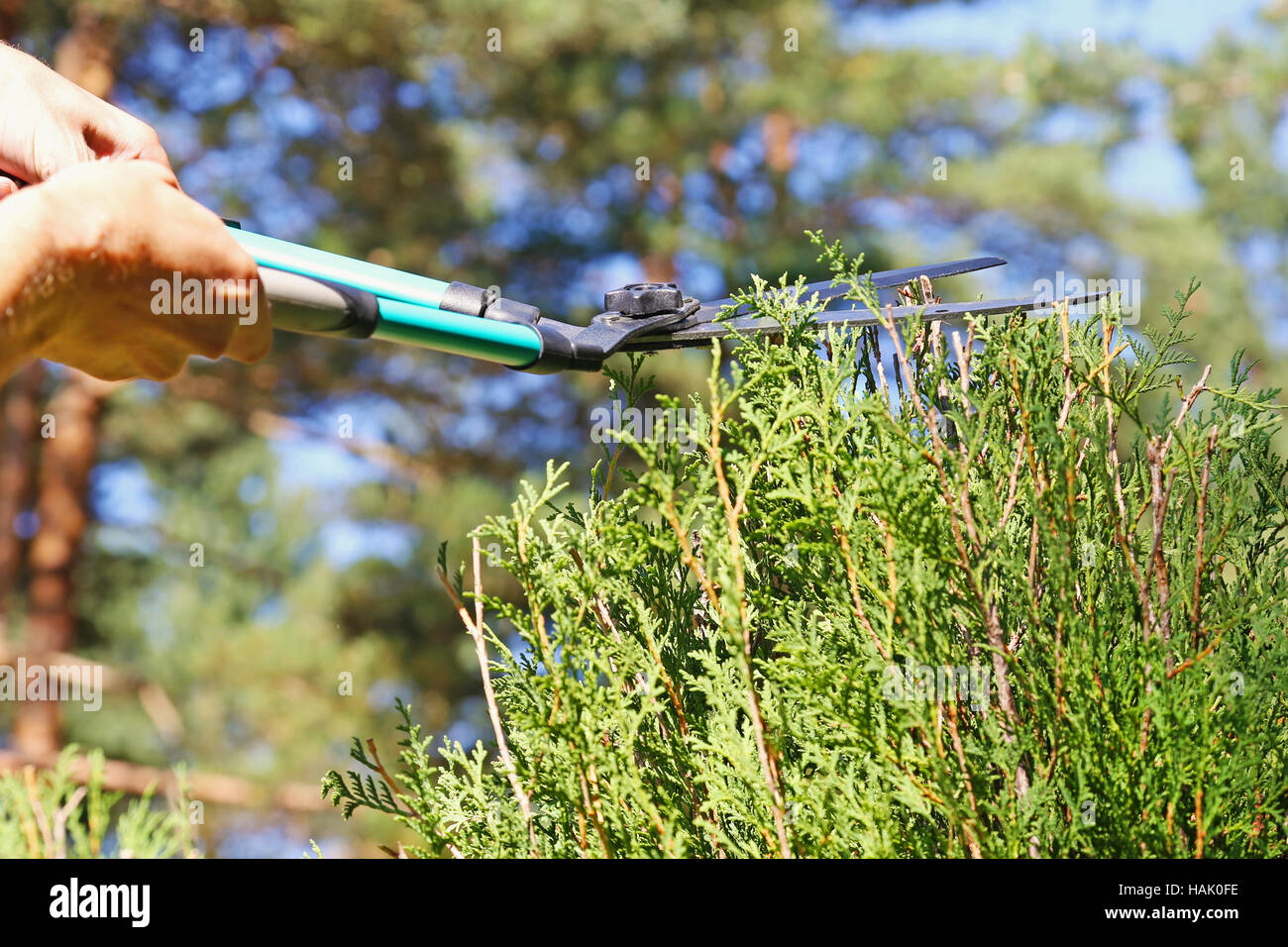 La coupe d'un jardinier une haie avec des ciseaux d'élagage Banque D'Images