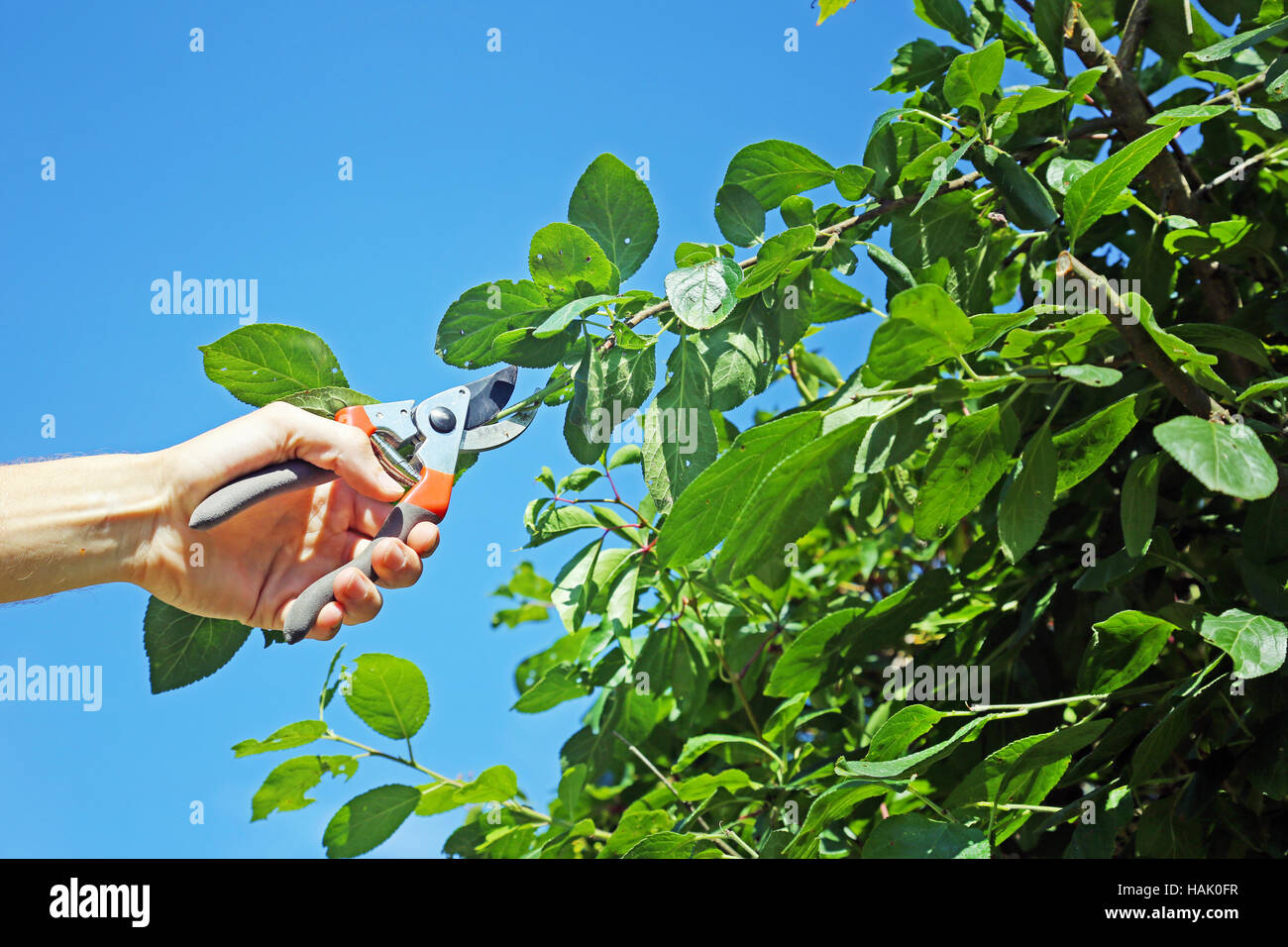 Réductions jardinier une branche de prunier Banque D'Images